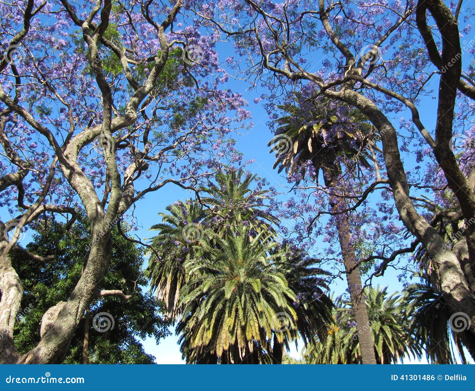 South American Trees