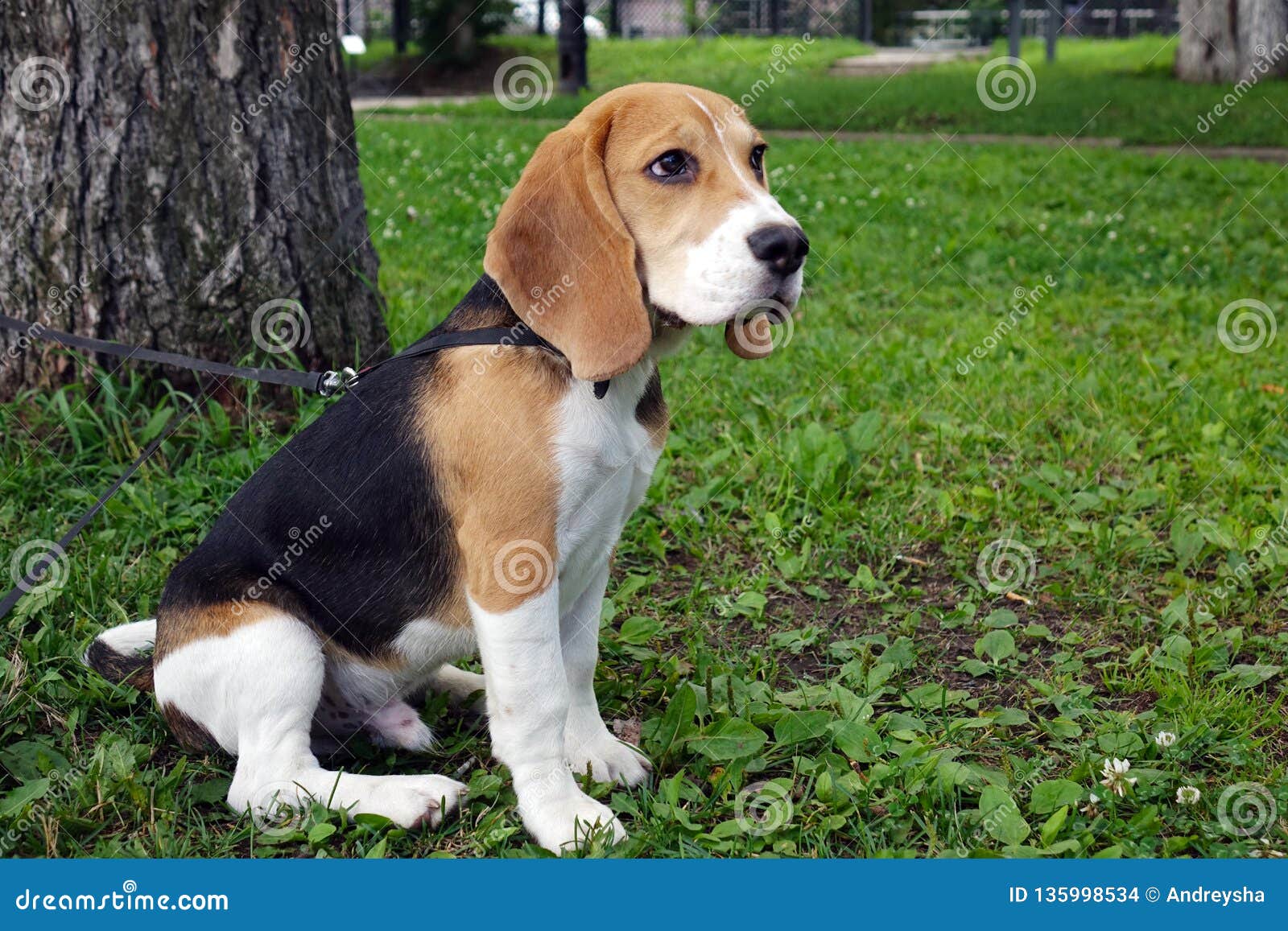 Beautiful Tri Color Beagle Puppy English Sitting On The Green Grass Beagle Is A Breed Of Small Hounds Stock Photo Image Of Cute Portrait 135998534