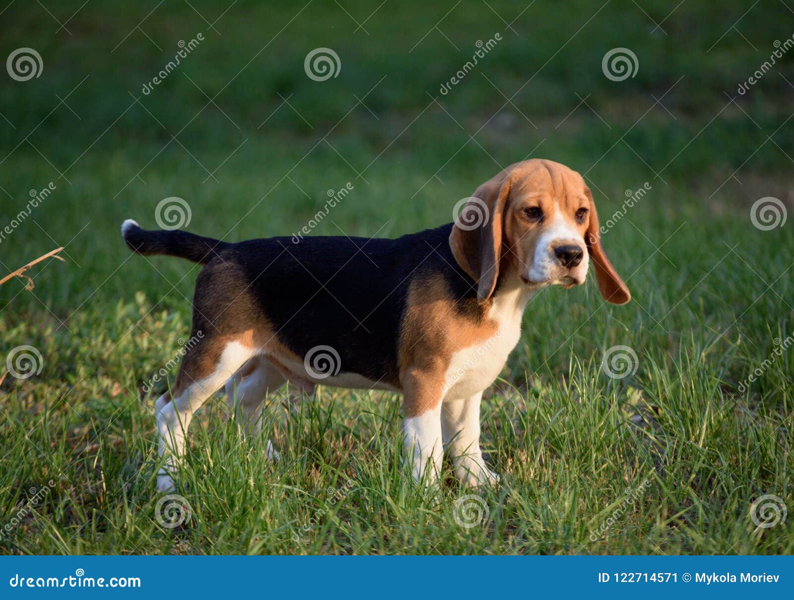 Beautiful Tricolor Puppy Of English Beagle Stay On Green Grass Beagle Is A Breed Of Small Hound Similar In Appearance To The Muc Stock Image Image Of Lovely Background 122714571