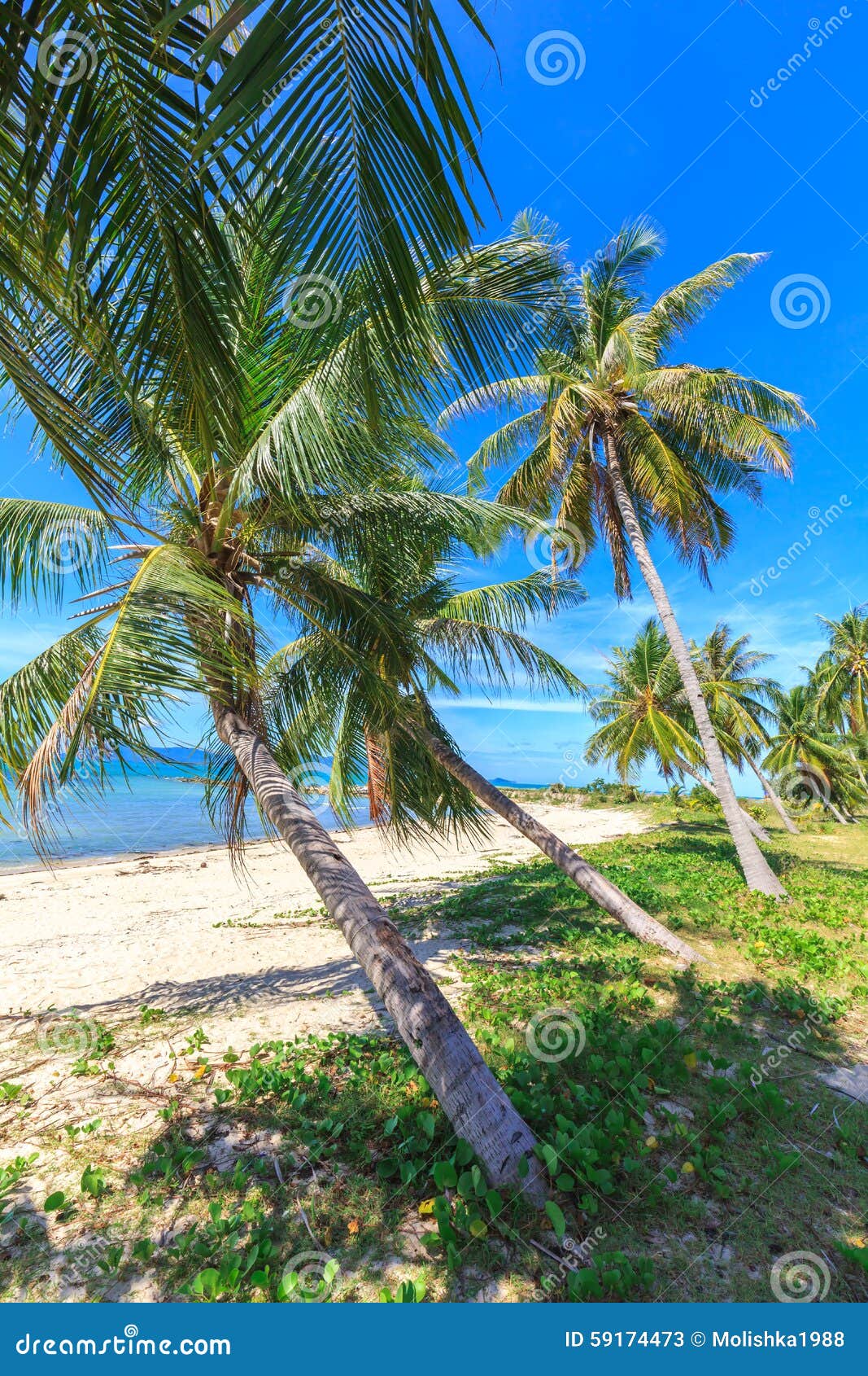 Beautiful Tropical Beach with Palm Trees Stock Image - Image of ...