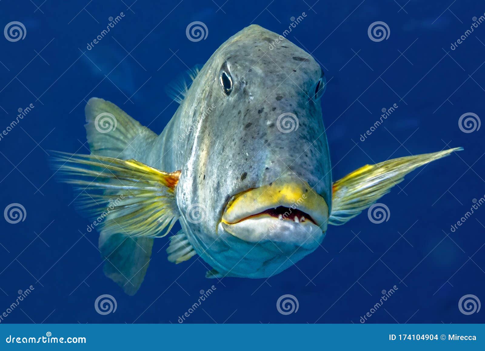 Beautiful Tropical Big Coral and Reef Fish, Red Sea Egypt Stock Photo ...