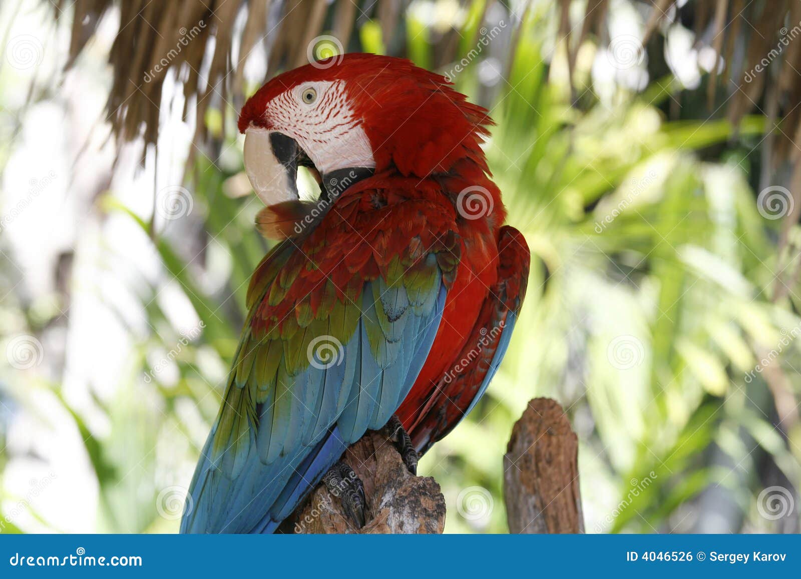 Beautiful tropical bird stock photo. Image of branch, animal 4046526