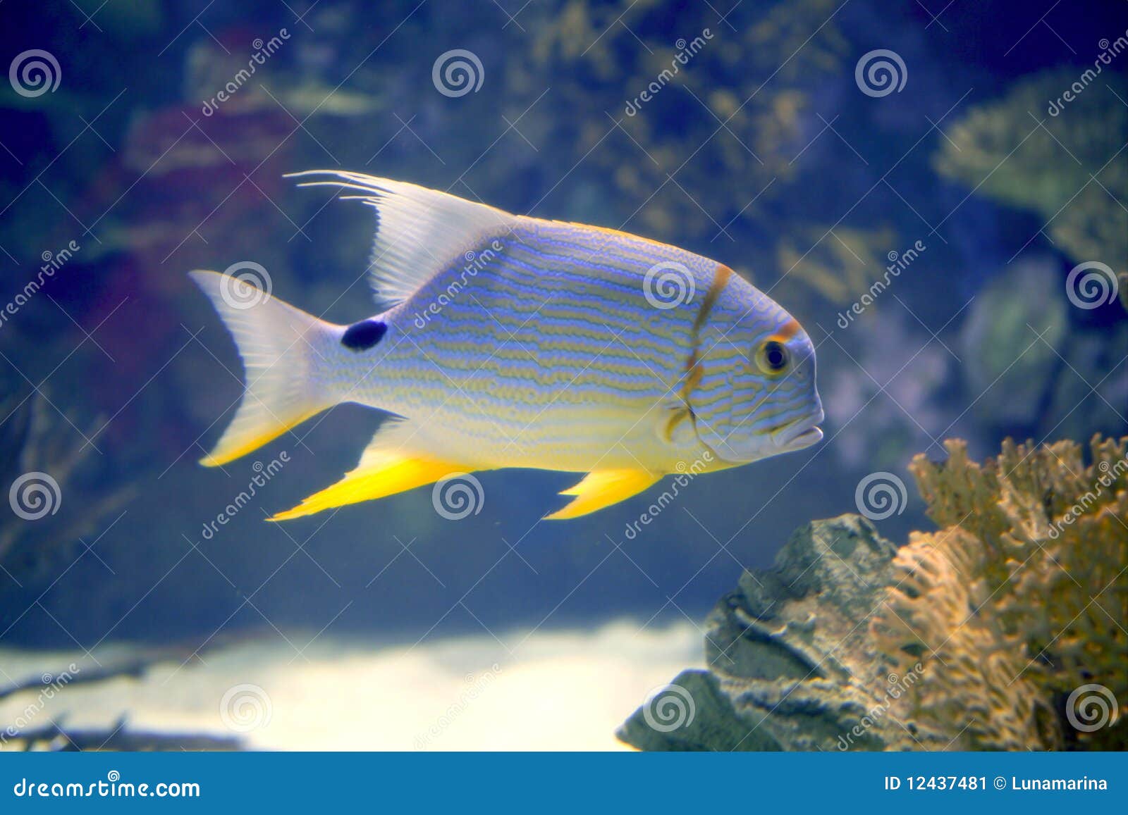 Beautiful Tropical Fish Yellow Fin Stock Image - Image of aquatic