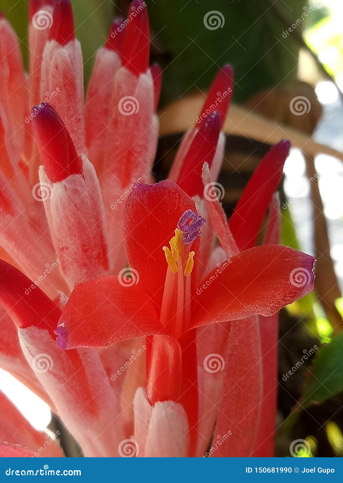 A Beautiful Tropical Flower Blooming Stock Photo - Image of blooming ...