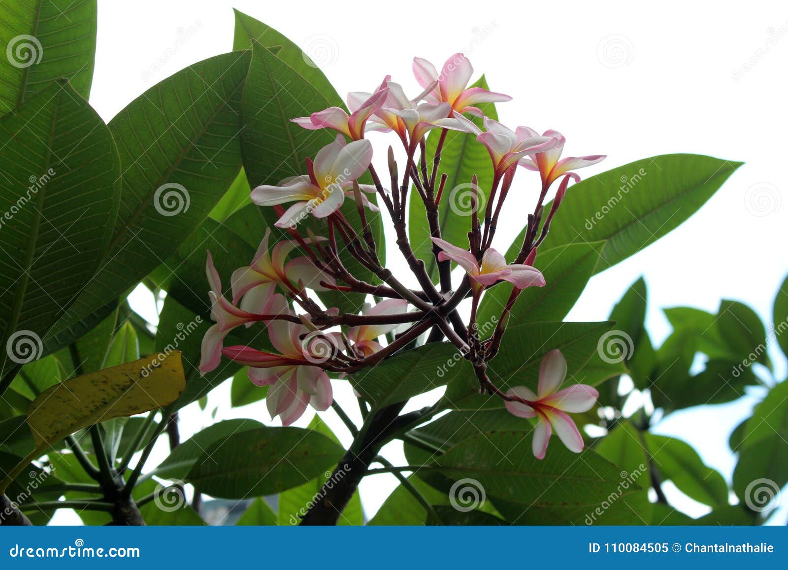 Beautiful tropical flowers stock image. Image of garden - 110084505