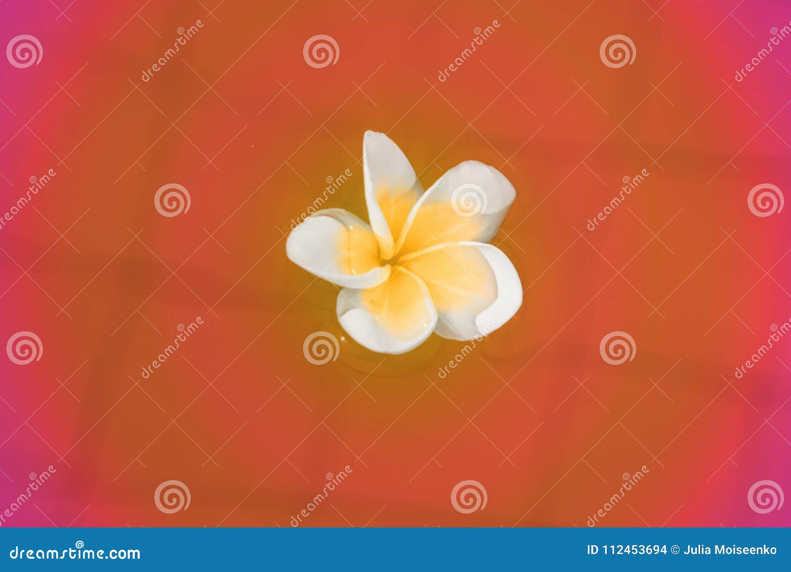 Beautiful Tropical Flowers Float on the Surface of the Water, Bright ...