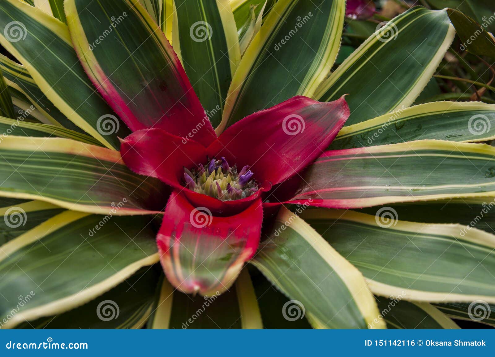 beautiful tropical plants are growing and blooming in a botanical garden