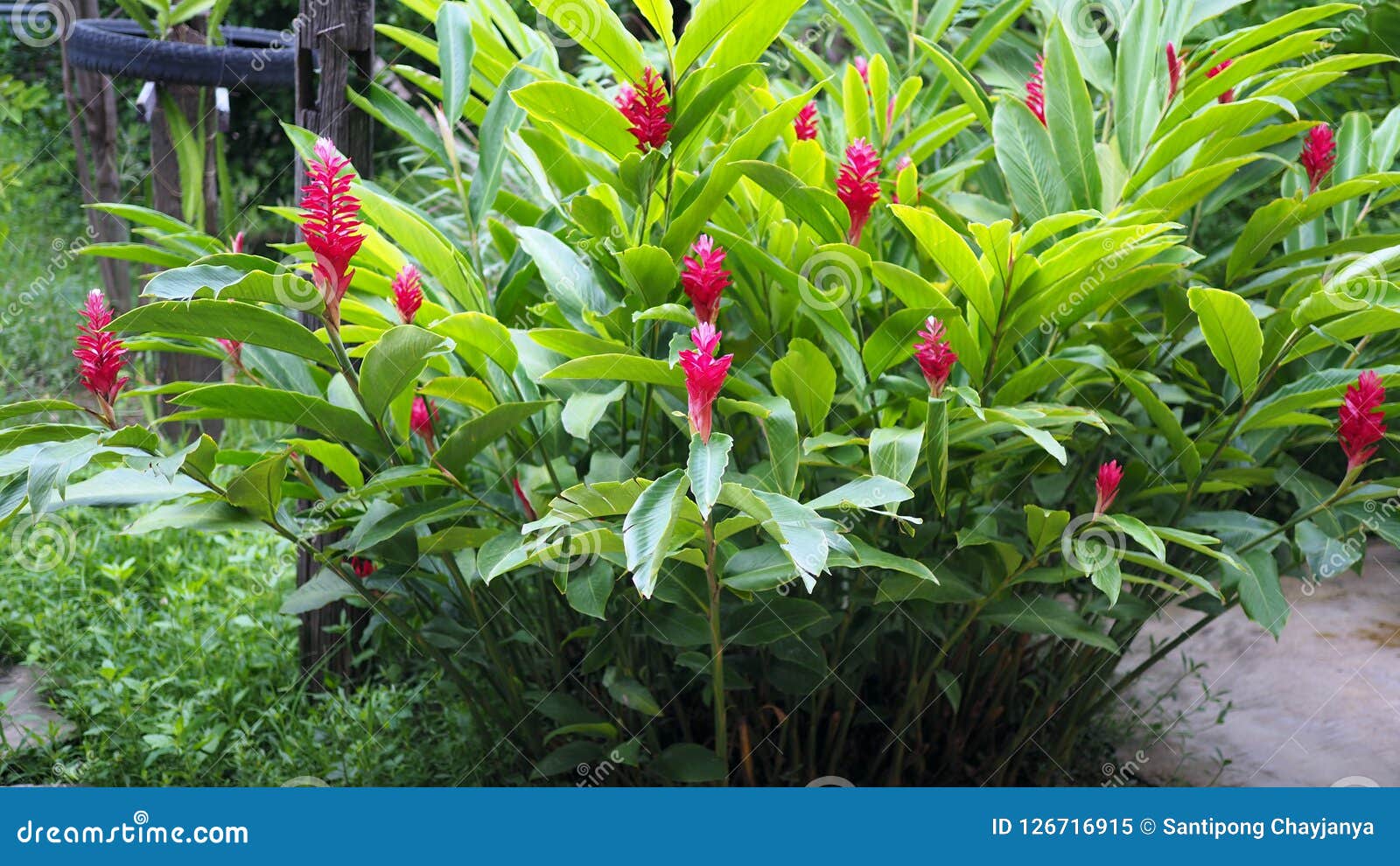 Beautiful Tropical Red Ginger Flower Close Up Alpinia Purpurata Vielle Schum Stock Image Image Of Single Plant