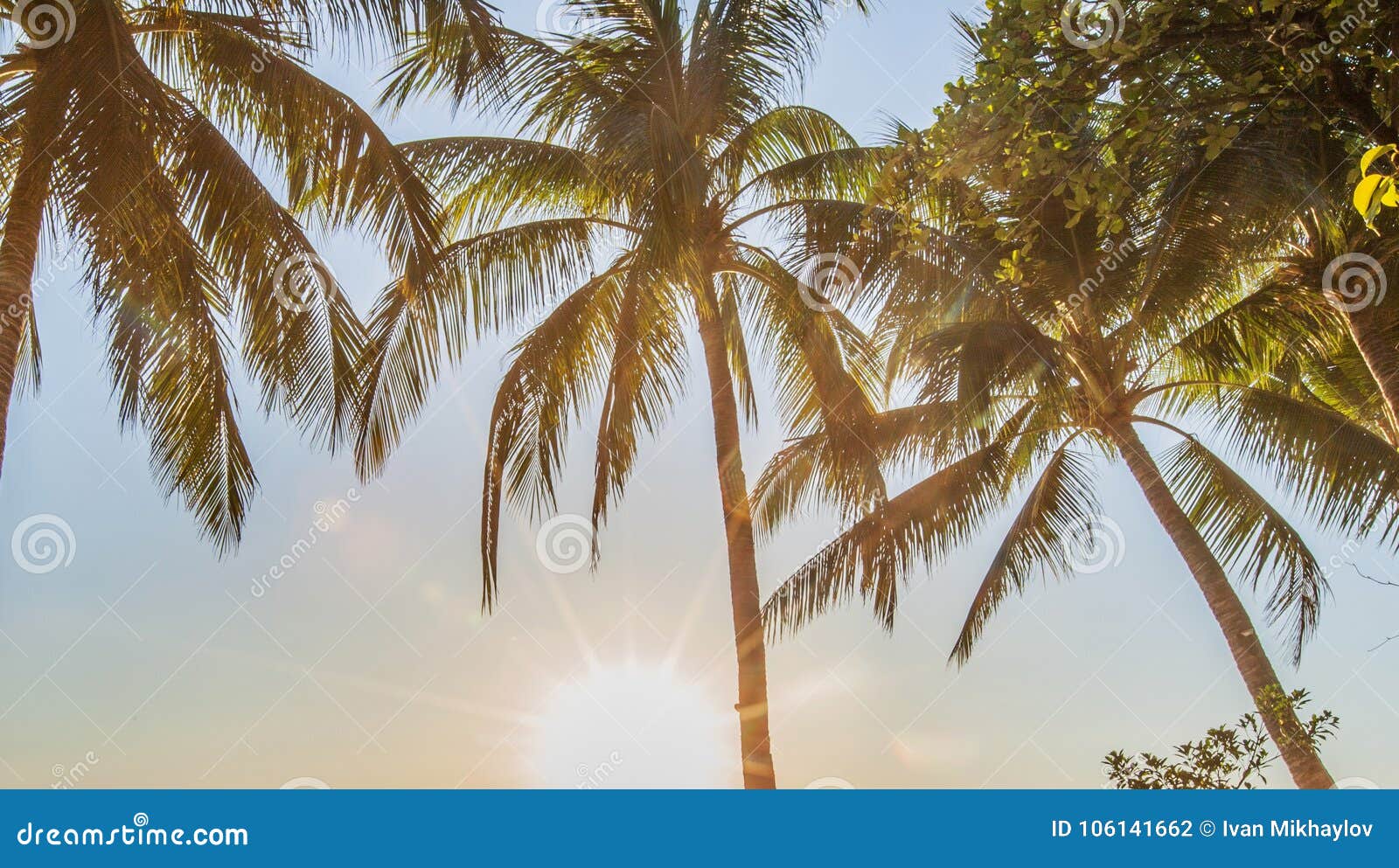 Tropical Sunrise With Palm Trees Stock Photo Image Of Coast Scenic