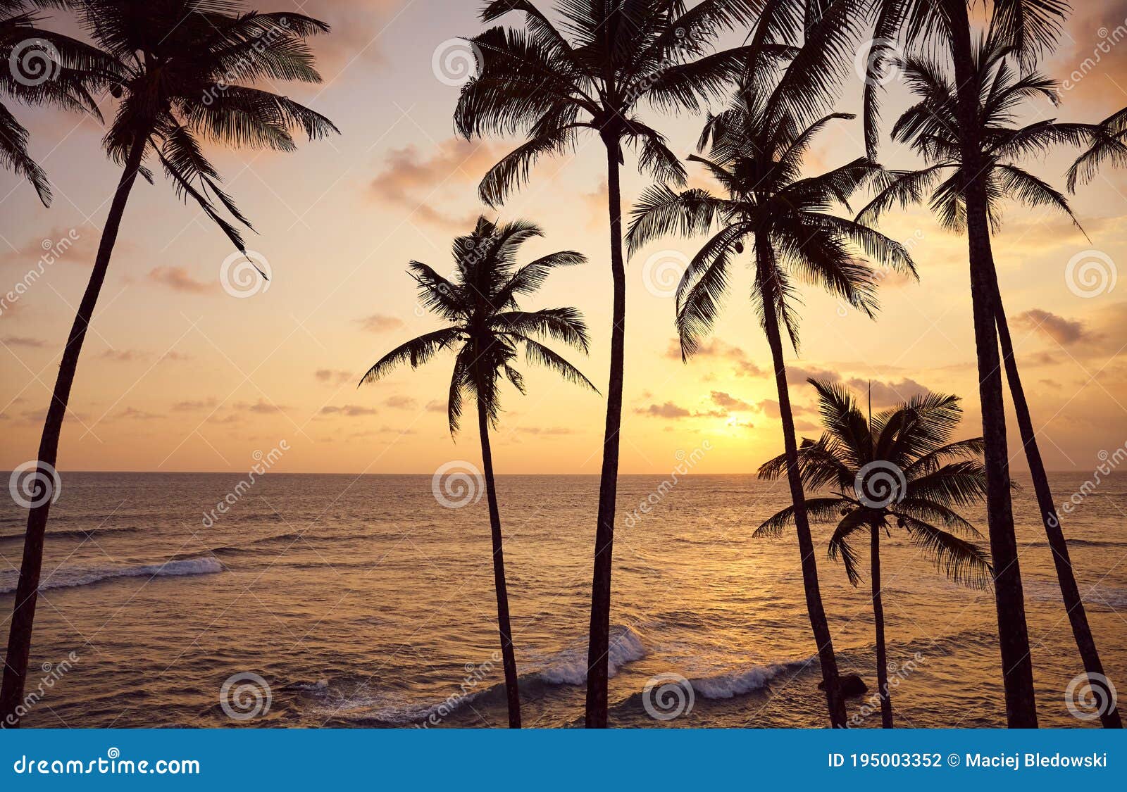 Beautiful Tropical Sunset With Coconut Palm Trees Silhouettes Stock