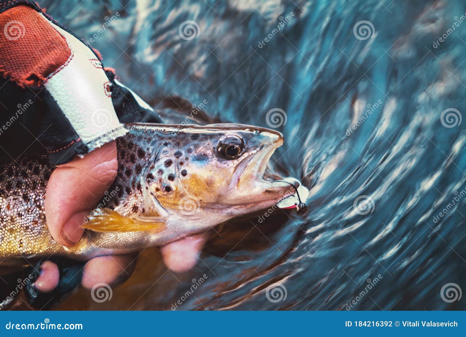 Beautiful Trout Hit the Hook Stock Photo Image of fish, release 184216392