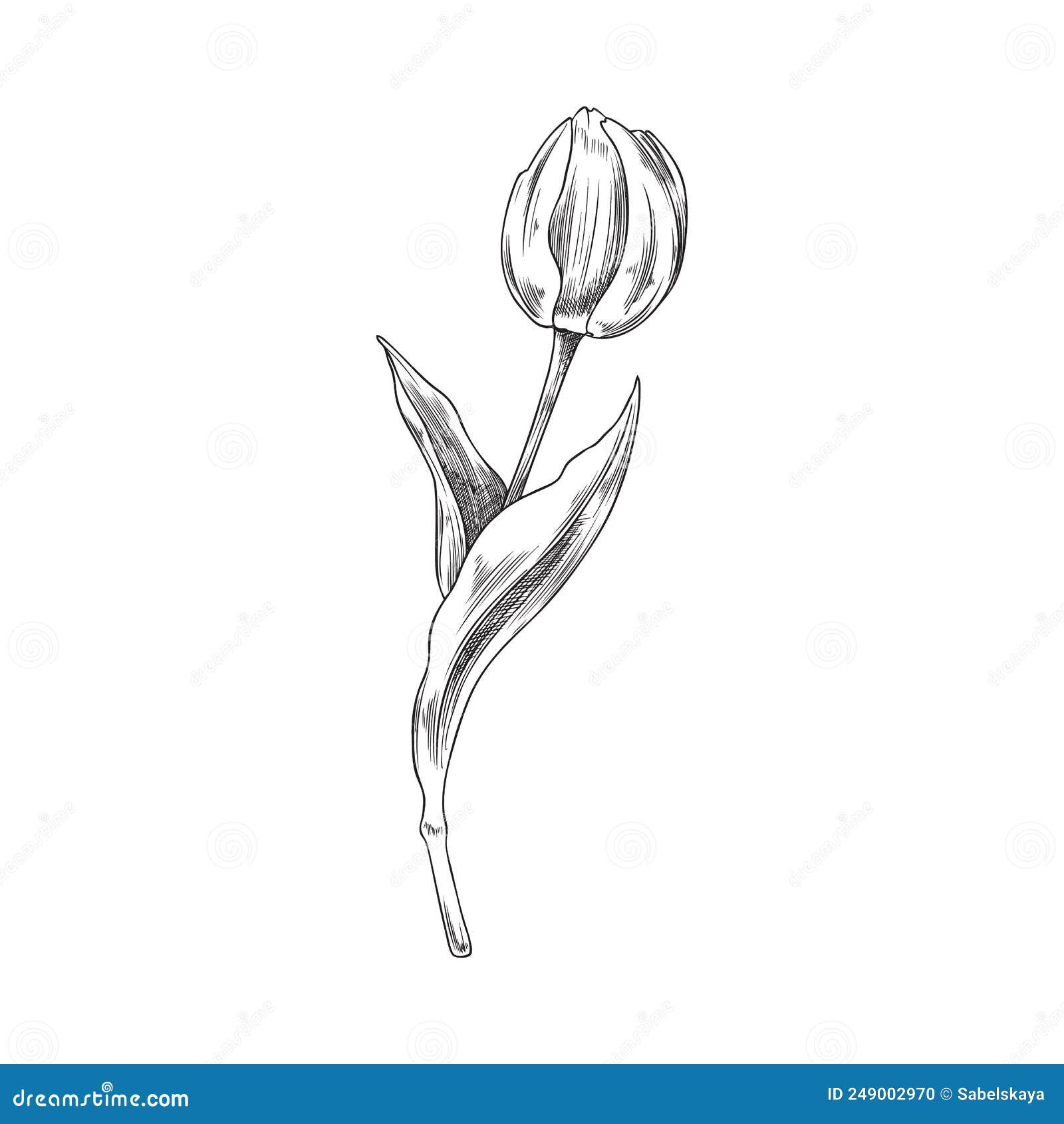 Beautiful Tulip Flower with Blooming Head and Leaves, Sketch Vector ...