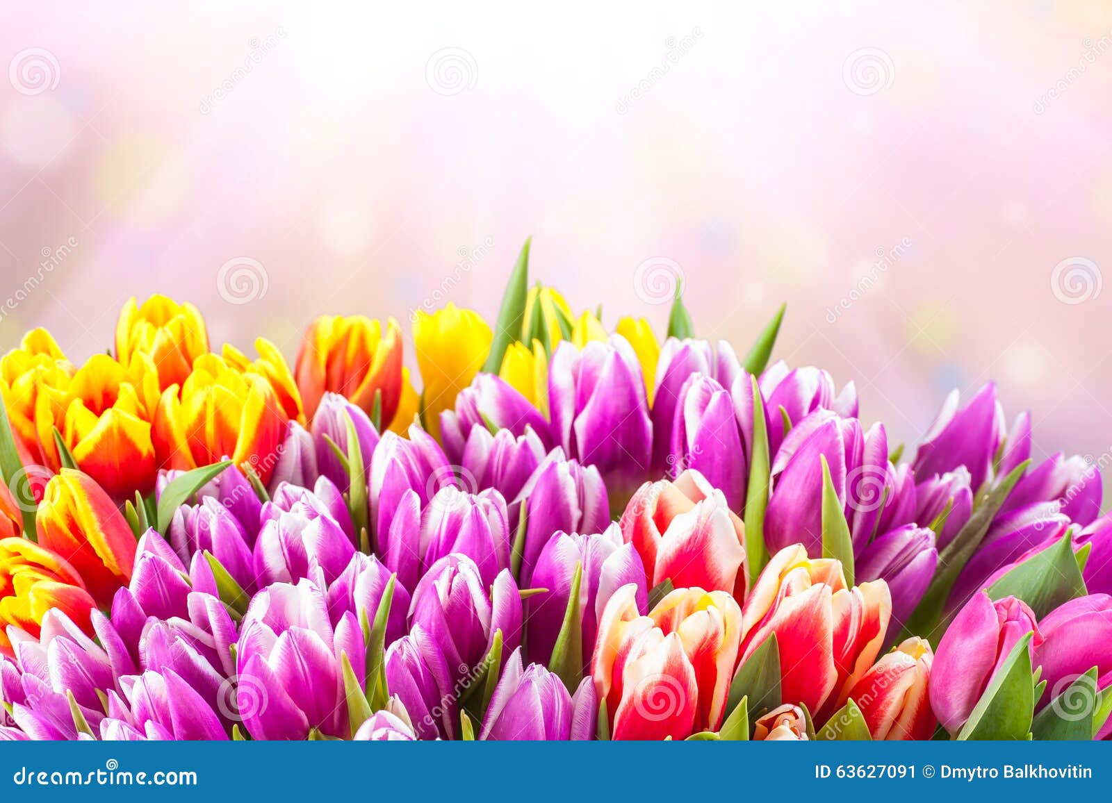 Beautiful tulip flowers stock image. Image of idyllic - 63627091