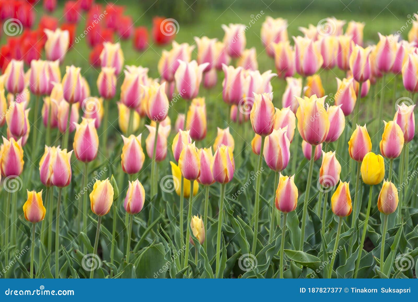 Beautiful Tulip Flowers at Eden in Indira Gandhi Memorial Tulip Garden ...