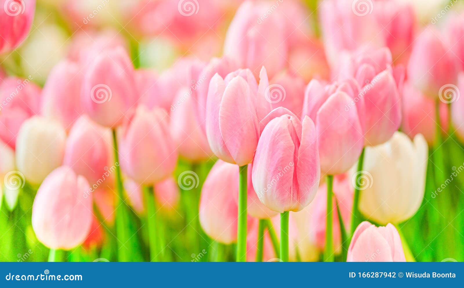The Beautiful Tulip Flowers in the Garden Using As the Nature Background  and Spring Season Wallpaper Concept Stock Photo - Image of bunch,  invitation: 166287942