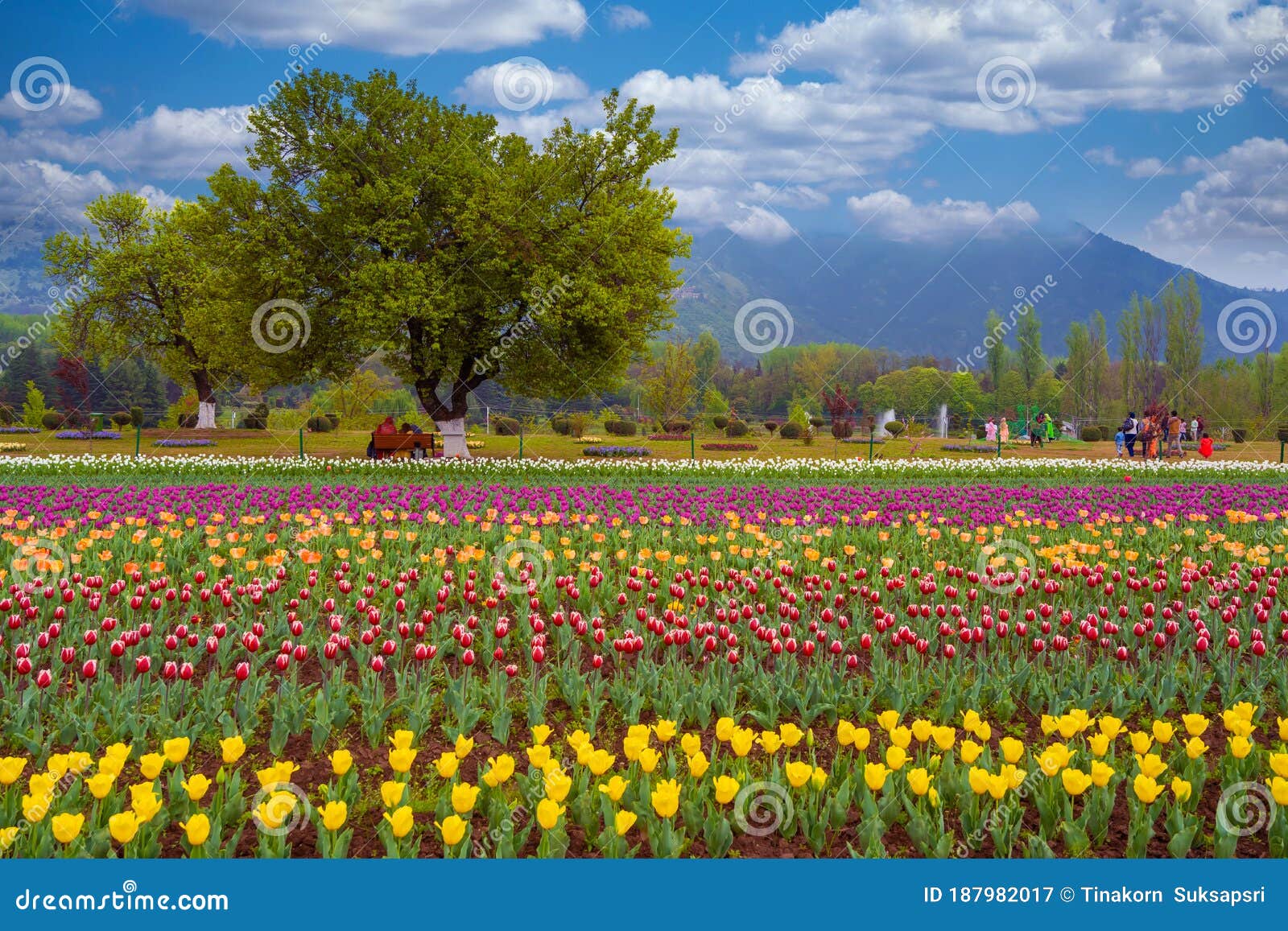 beautiful tulip flowers at eden in indira gandhi memorial tulip garden srinagar is asia largest such garden at srinagar, jammu and