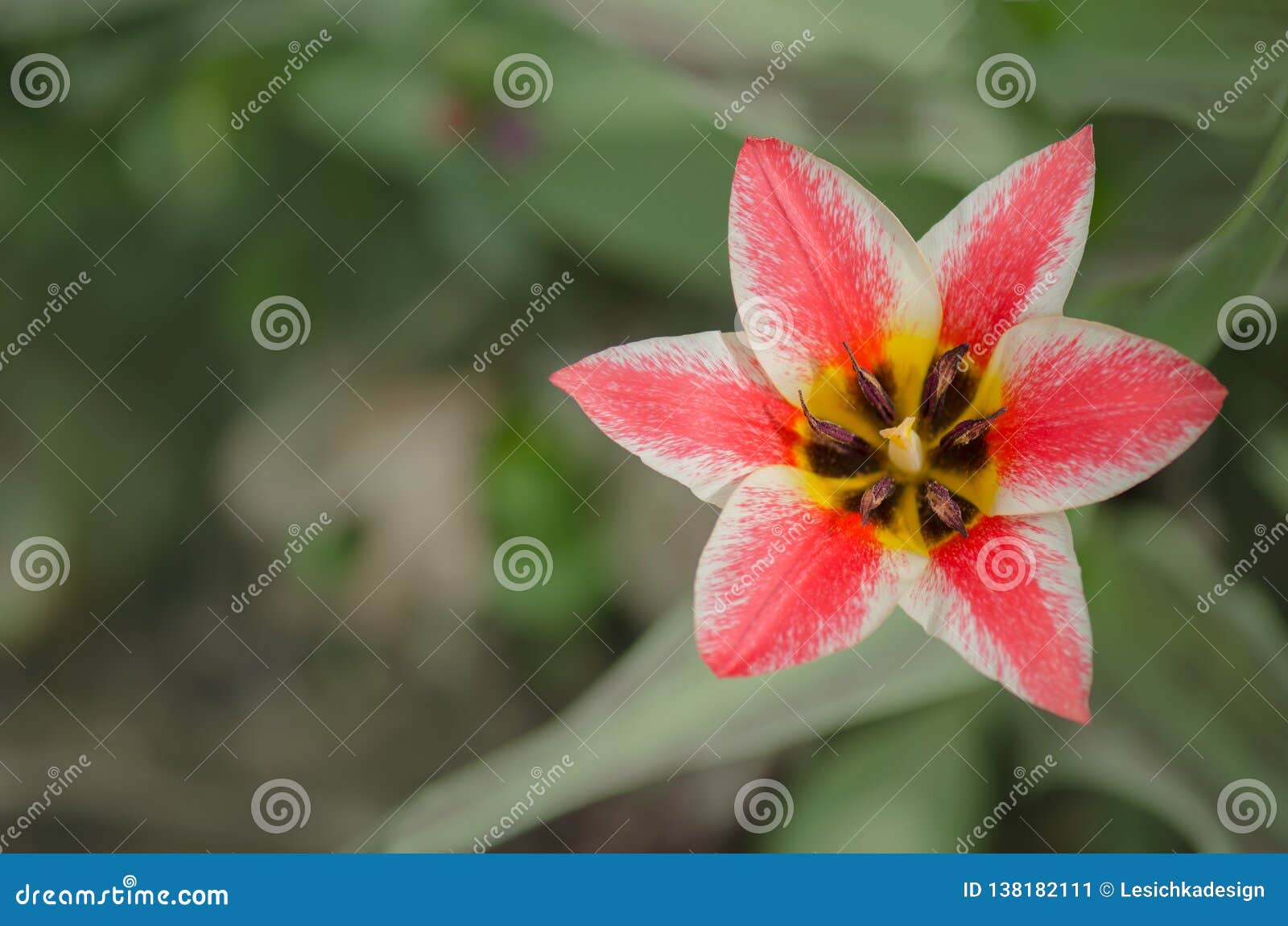 Beautiful Tulip with Stripe. Czaar Peter Tulip Stock Image - Image of closeup, petal: 138182111