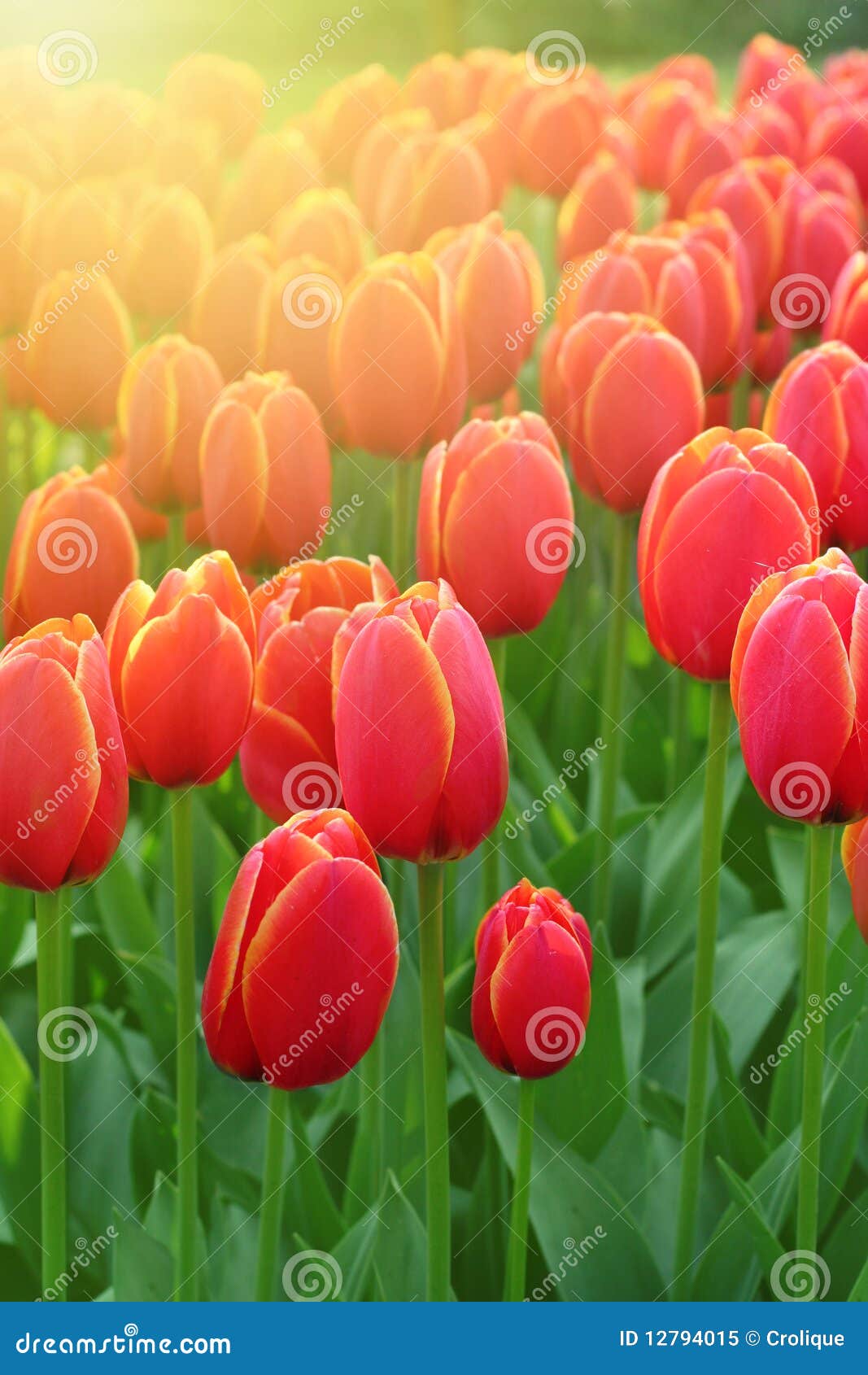 Beautiful tulips stock image. Image of natural, bright 12794015
