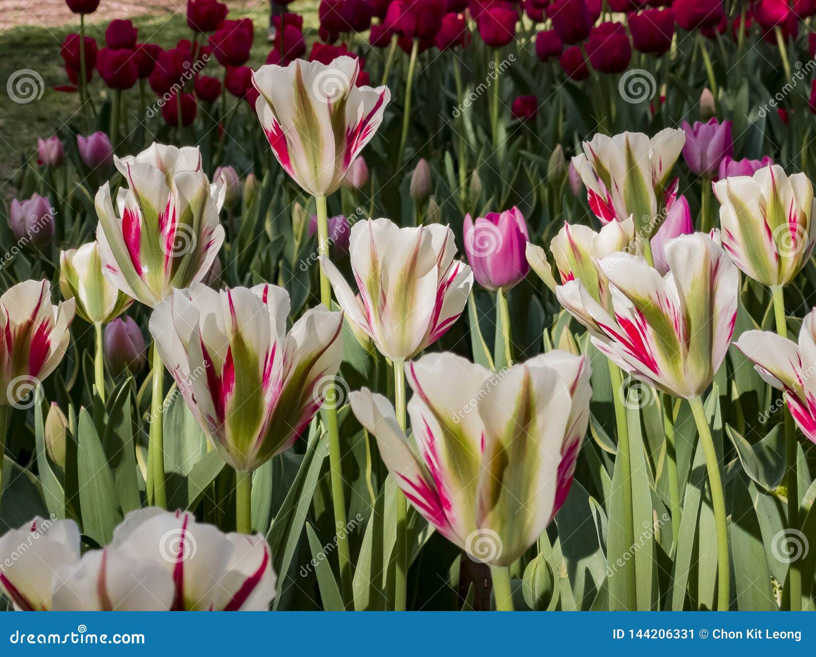 Beautiful Tulips Blossom In A Sunny Day At Descanso Garden Stock