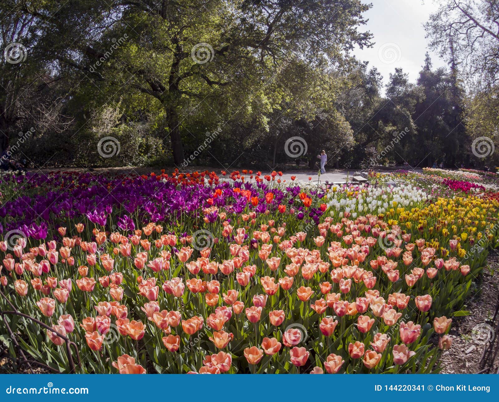 Beautiful Tulips Blossom In A Sunny Day At Descanso Garden Stock