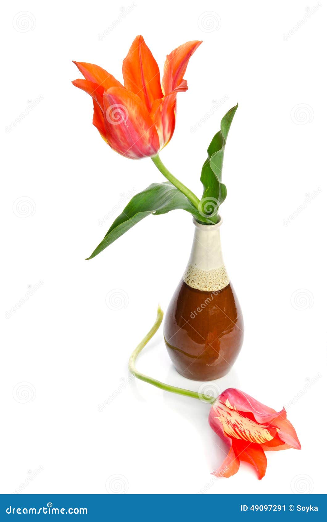 Beautiful Tulips in a Ceramic Vase Stock Image Image of tulips