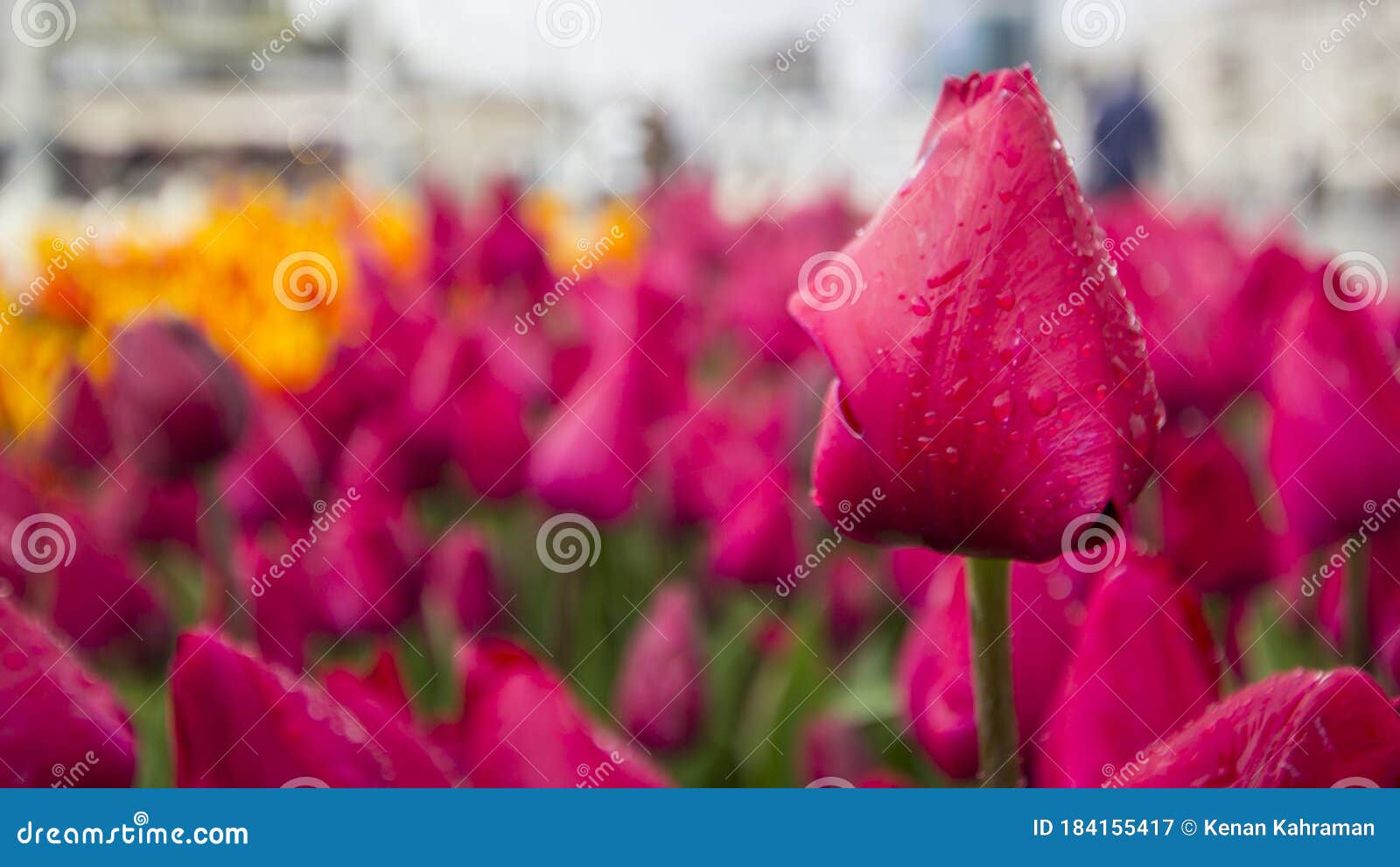 beautiful tulips top view garden