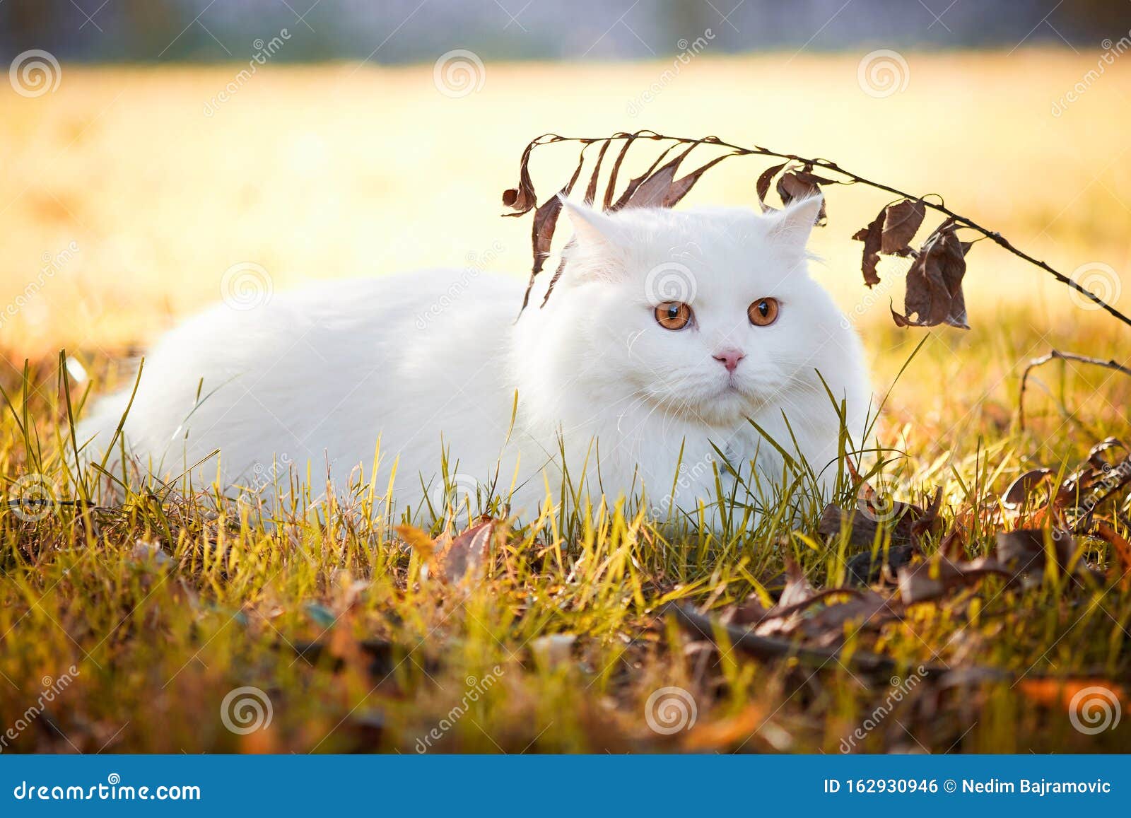 beautiful turkish angora cat