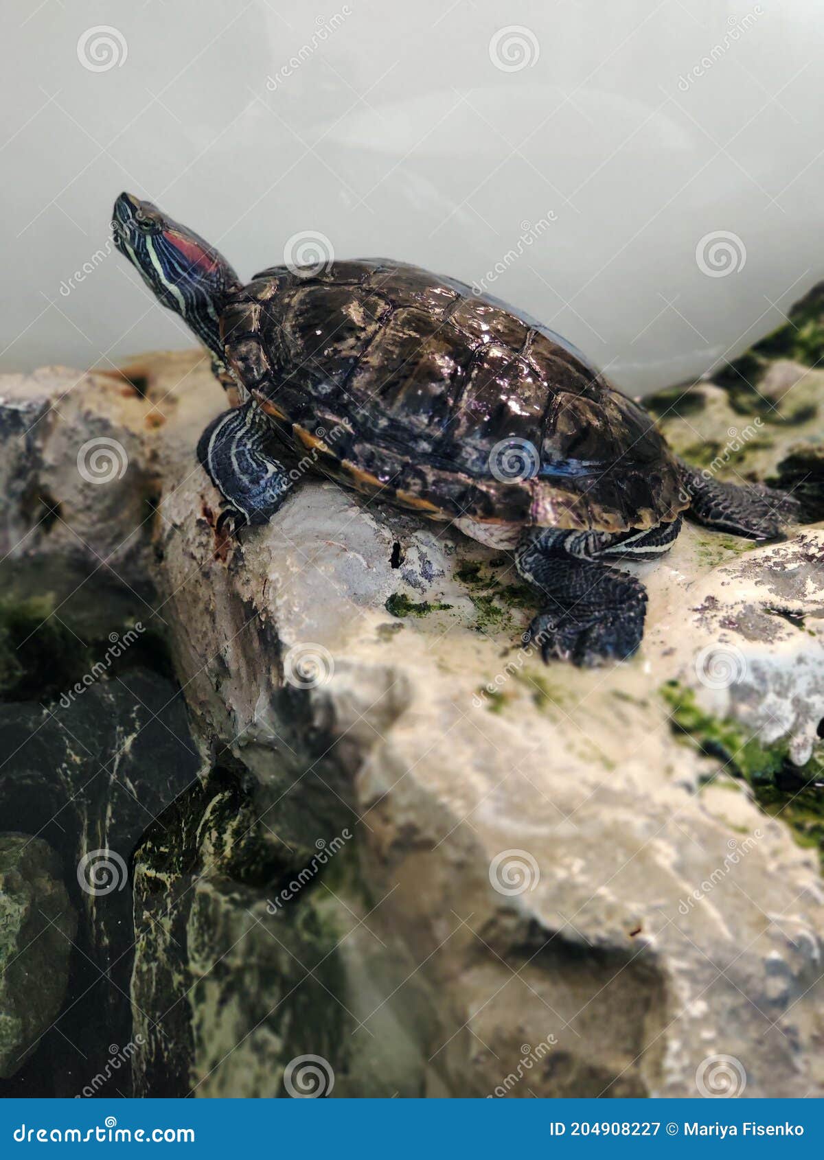 Beautiful Turtle in an Aquarium Sitting on a Stone Stock Image - Image of  head, armor: 204908227