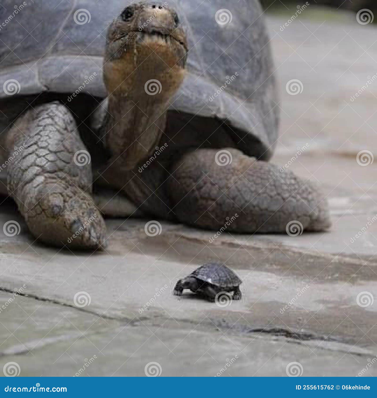 beautiful turtle and the little one interacting