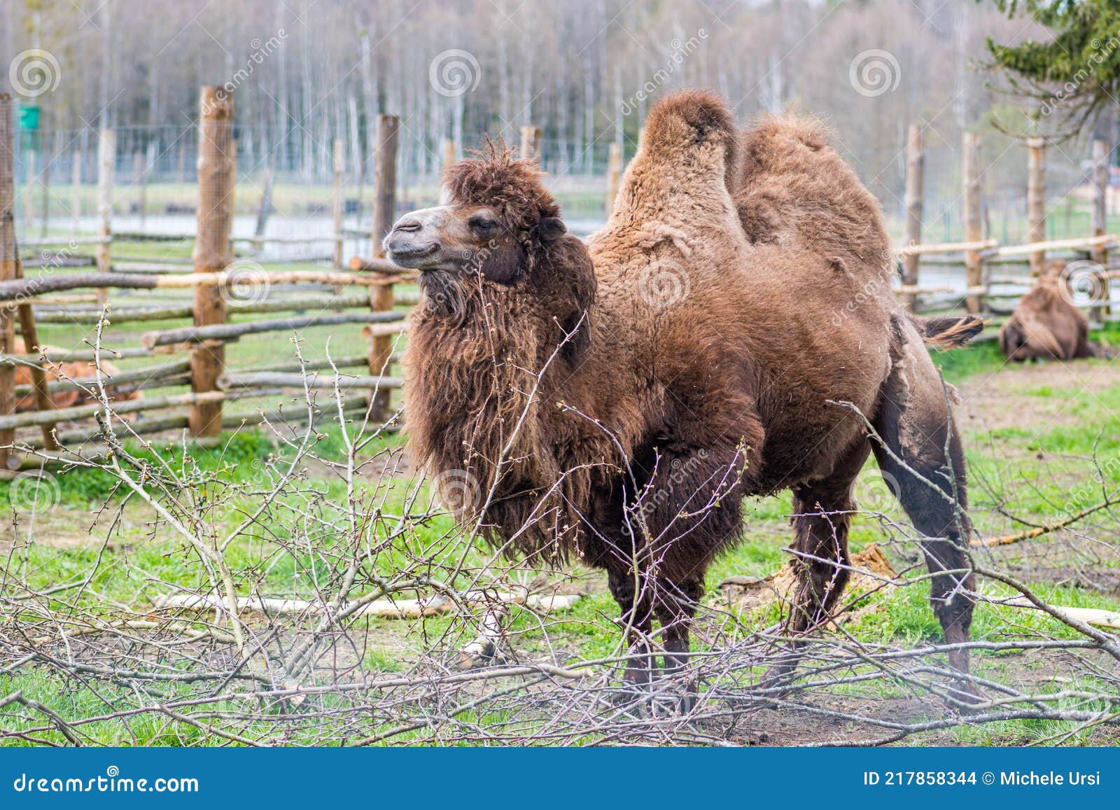beautiful two humps camel in a farm or zoo