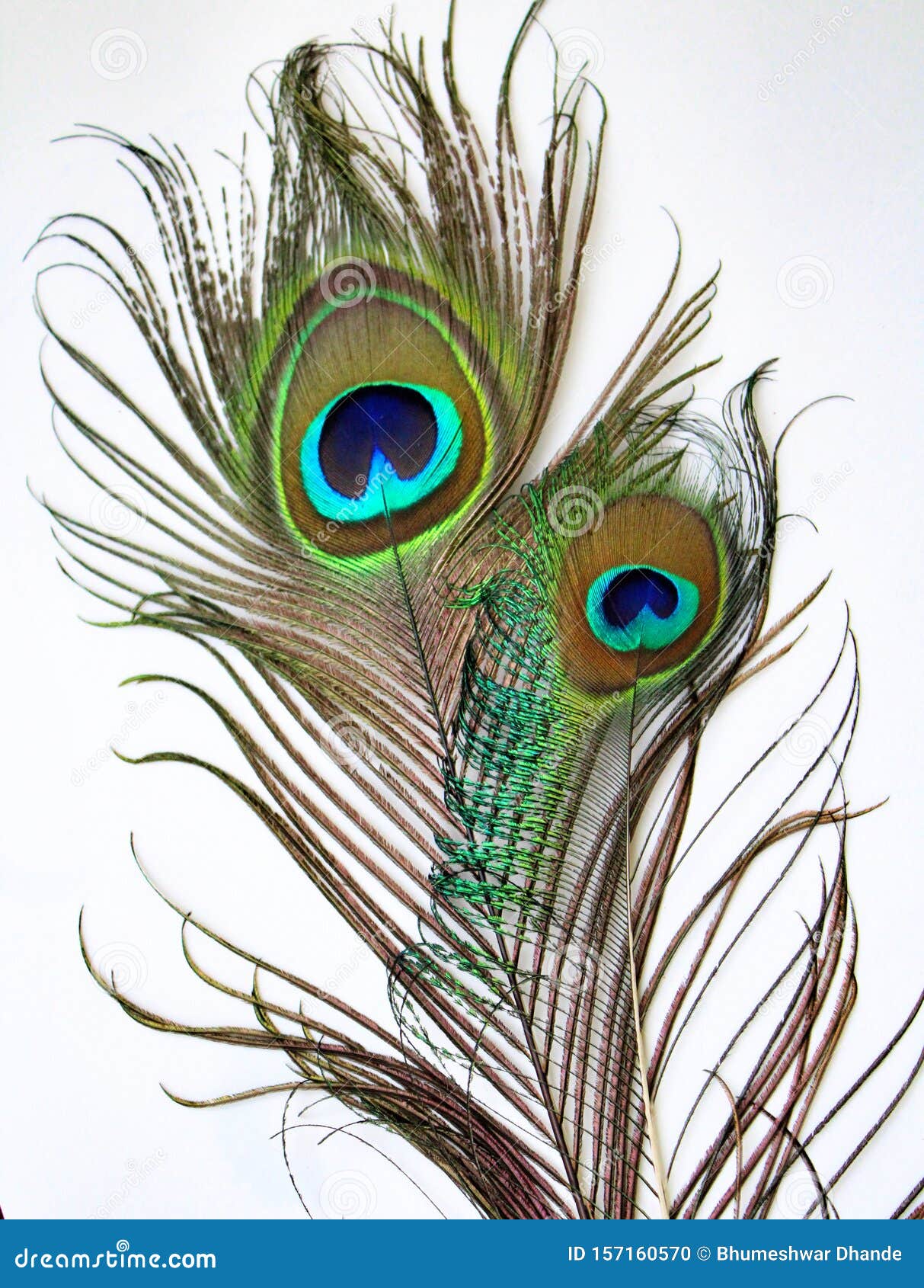 Beautiful Two Peacock Feather Stock Photo - Image of wallpaper, colour ...