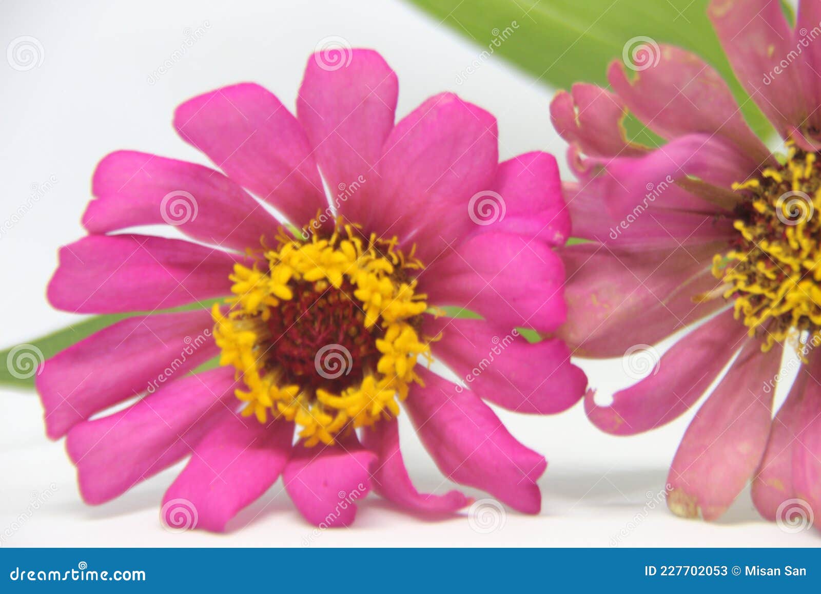 beautiful two zinnia pink flower in white background. top view, collection set of orange and violet zinnia flower blossom blooming