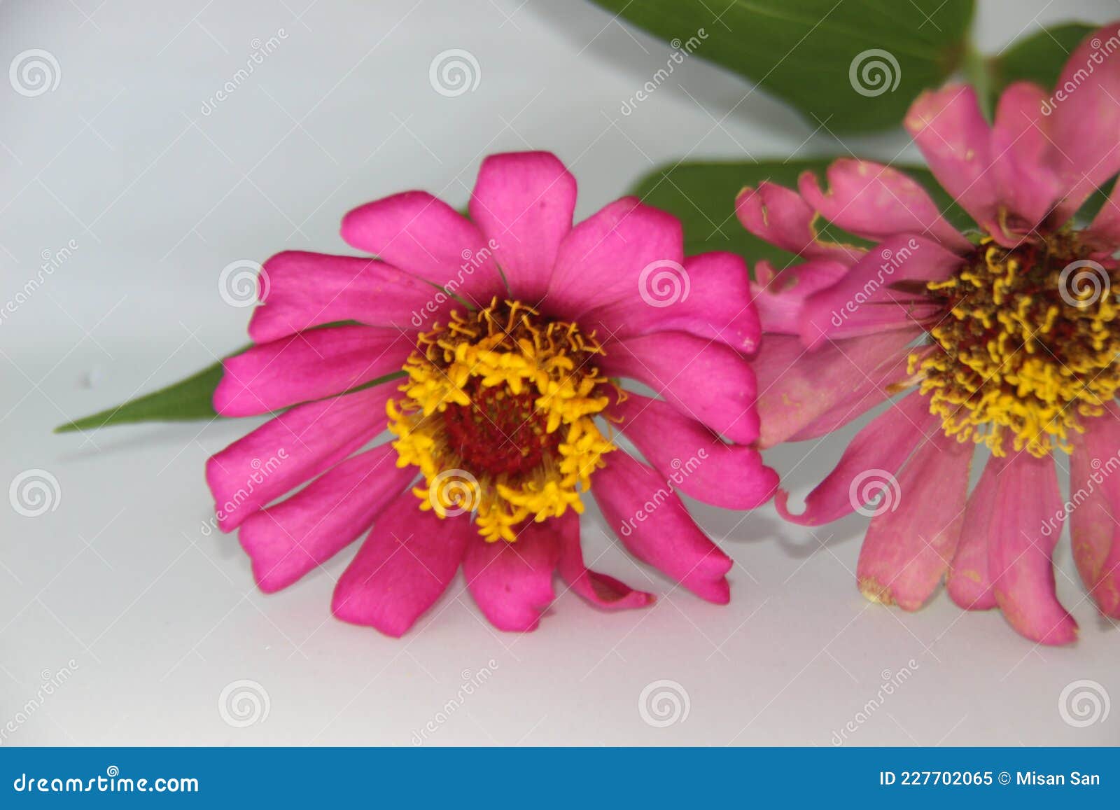 beautiful two zinnia pink flower in white background. top view, collection set of orange and violet zinnia flower blossom blooming