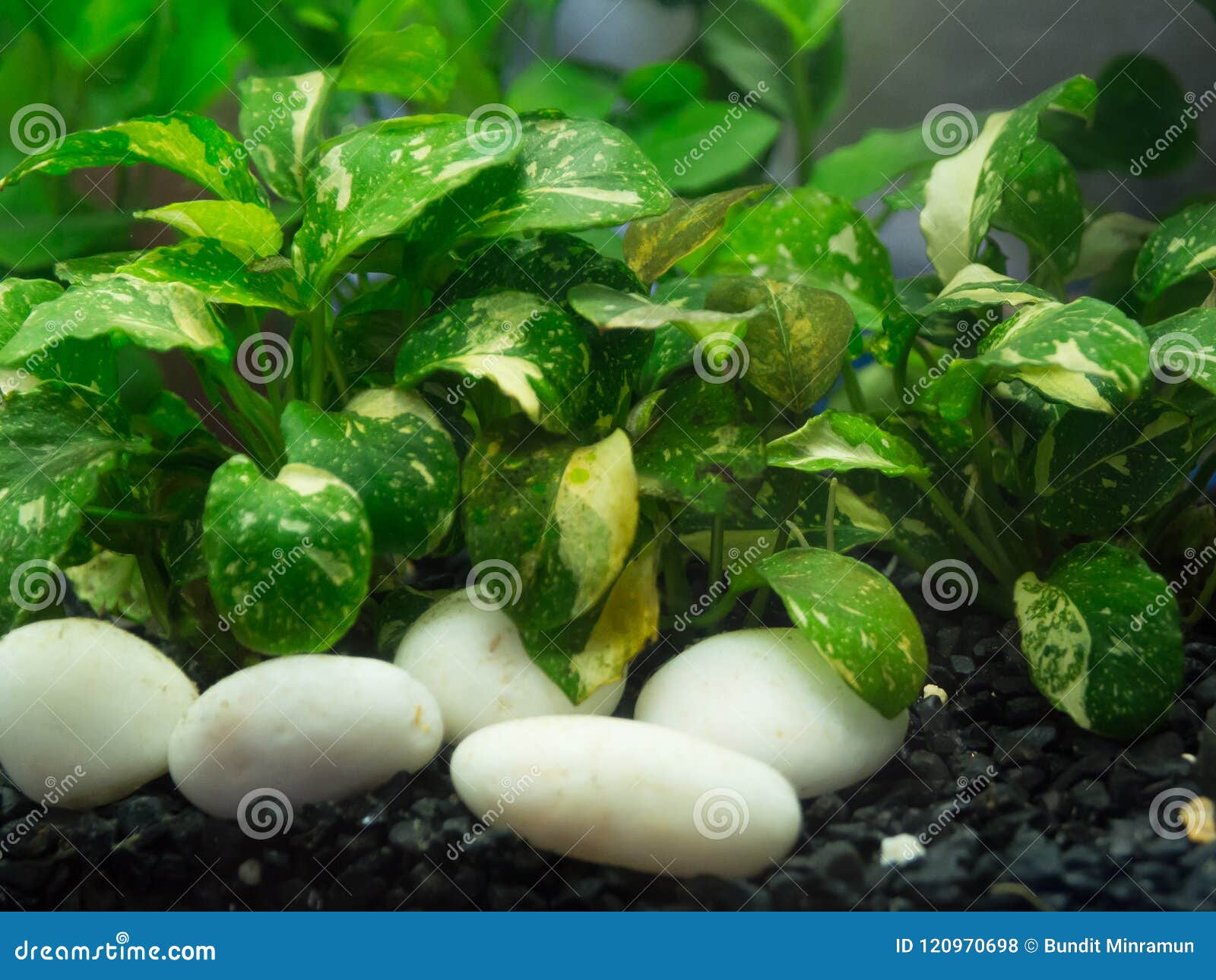 Underwater Green Leaves Plants In A Fish Tank For Decoration