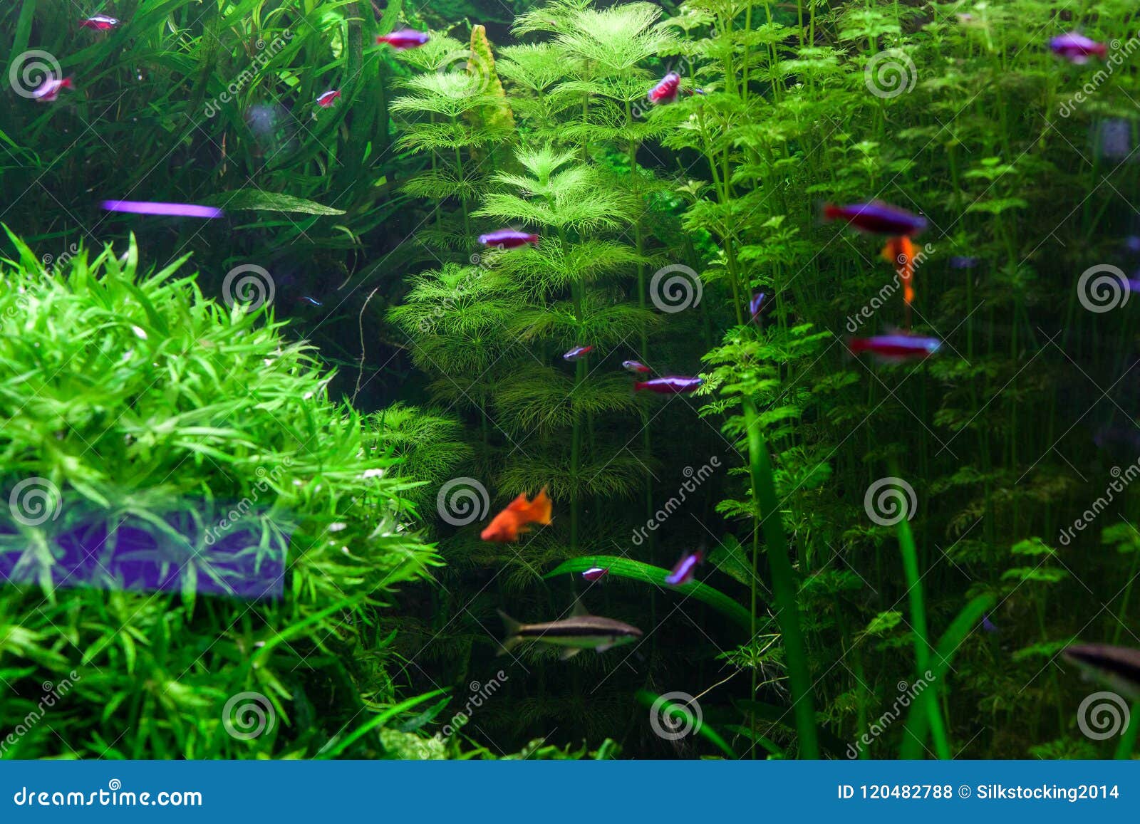 Green Algae in the Aquarium. Stock Photo Image of colorful, leaf
