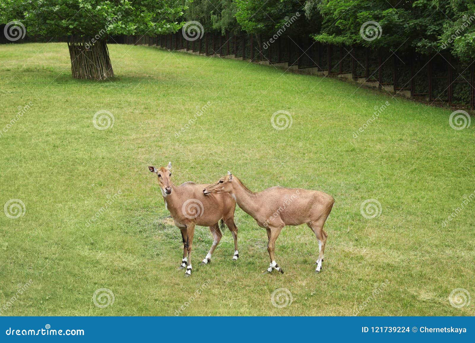 beautiful ungulate animals on green grass