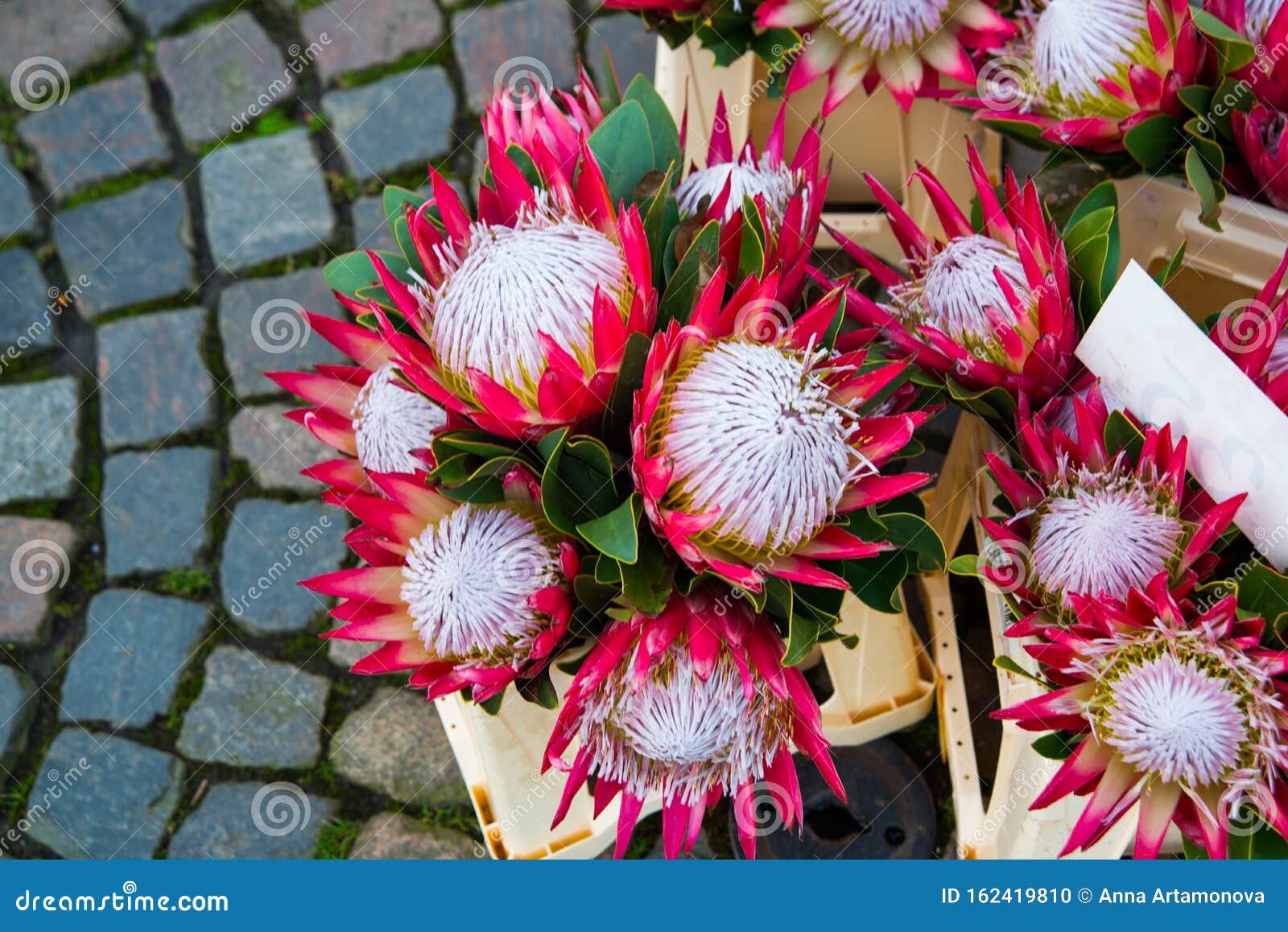 beautiful unusual flowers