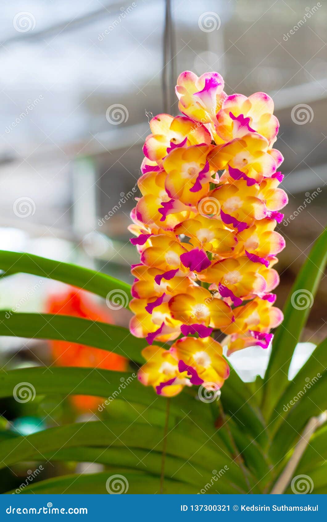 Beautiful of Vanda Hybrid Orchid Hanging in Flower Pot Stock Image - Image  of branch, fresh: 137300321