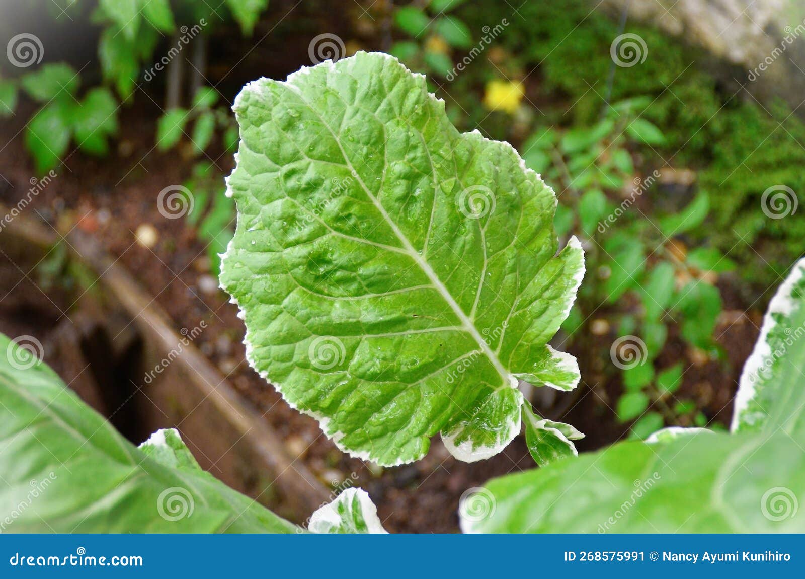 the beautiful variegated cabbage leaf growing