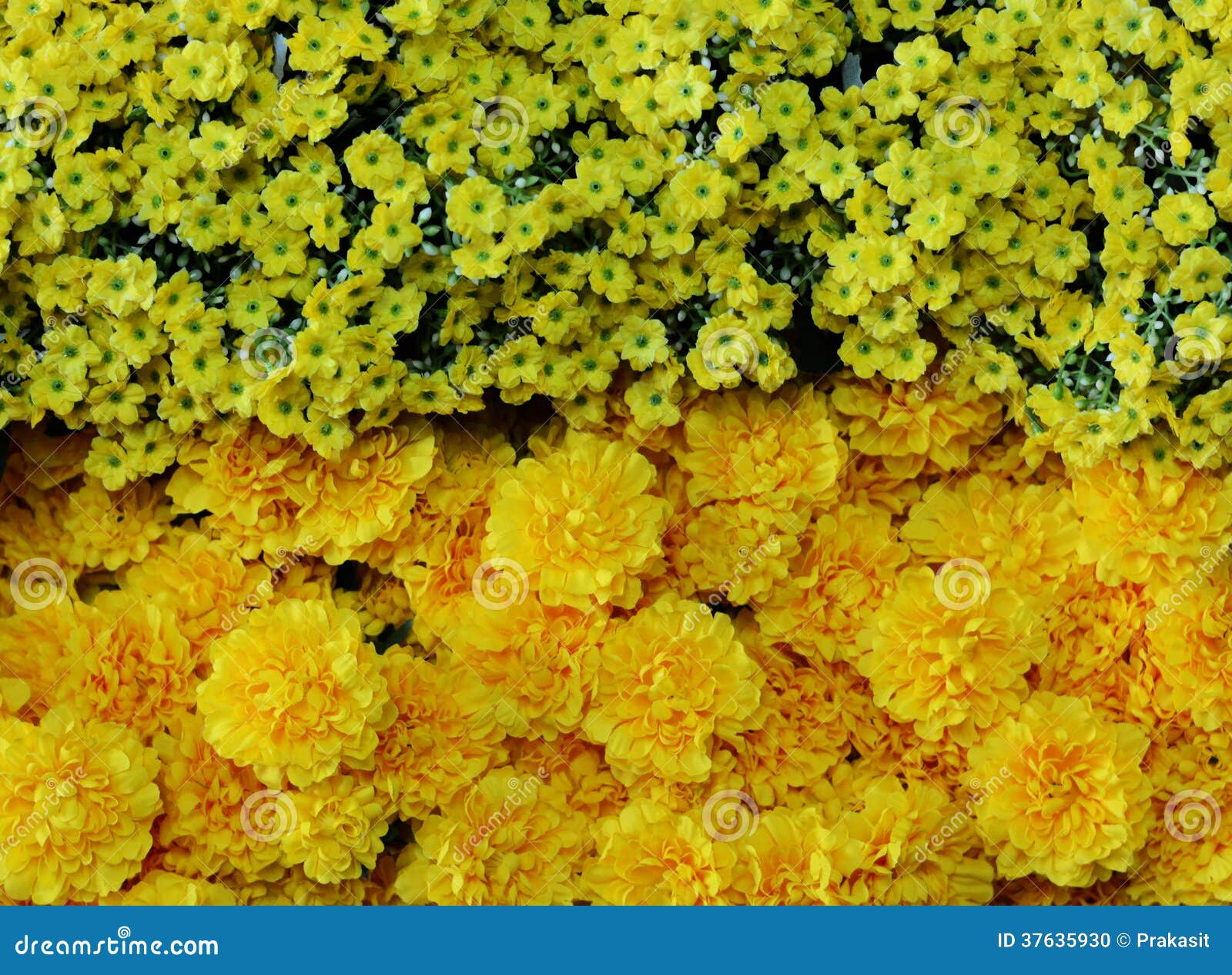 Beautiful Various Types of Flowers Stock Photo Image of flower, blossom 37635930