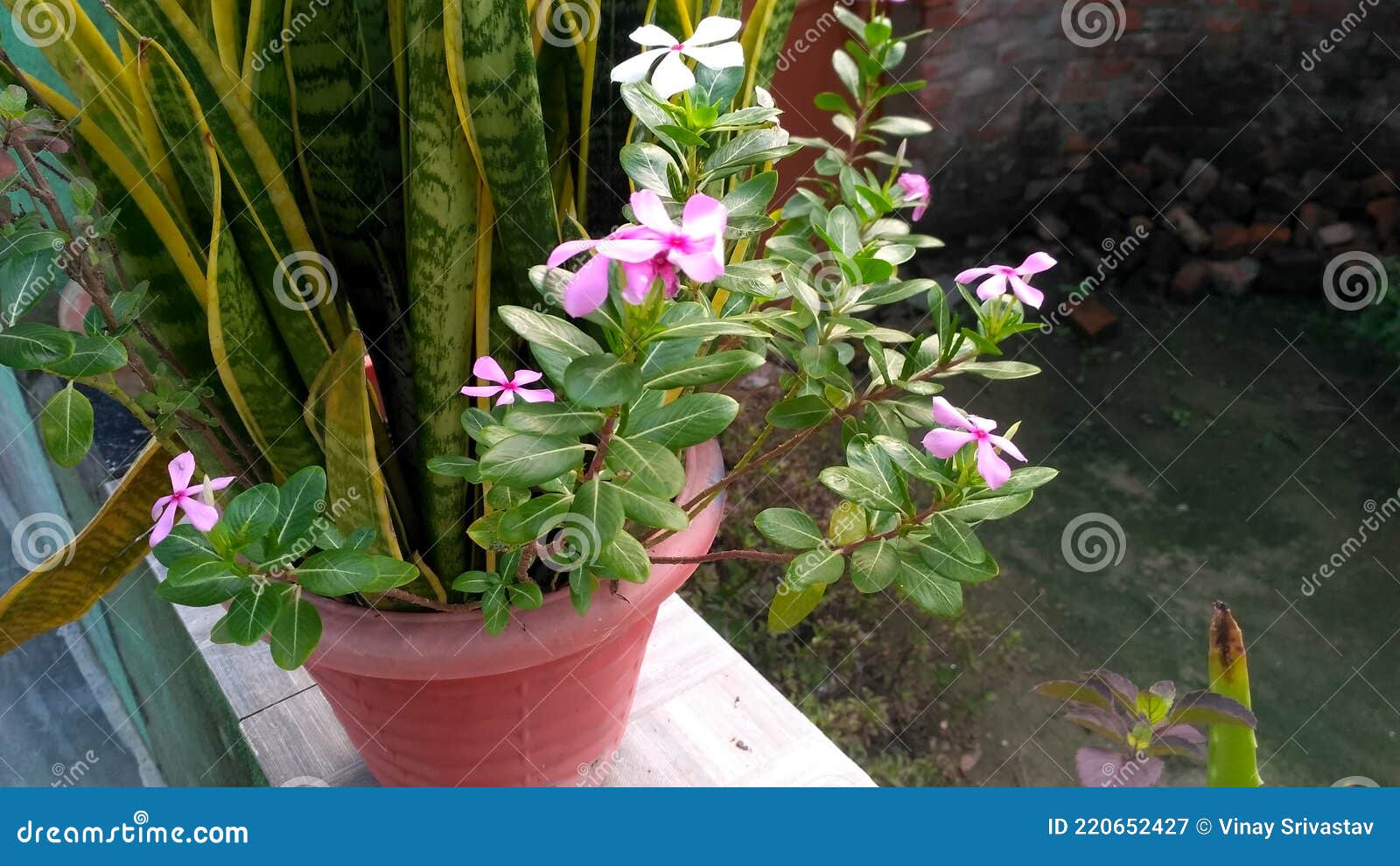 A Beautiful Vase Herbs Plant Stock Image Image of green, herbs 220652427