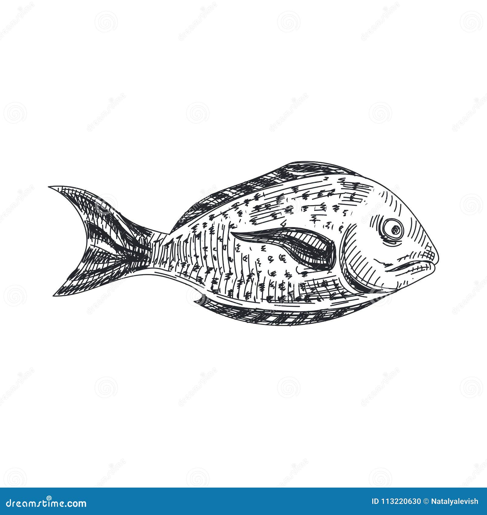 The figure shows the tilapia fish Stock Vector by ©kvasay 37980173