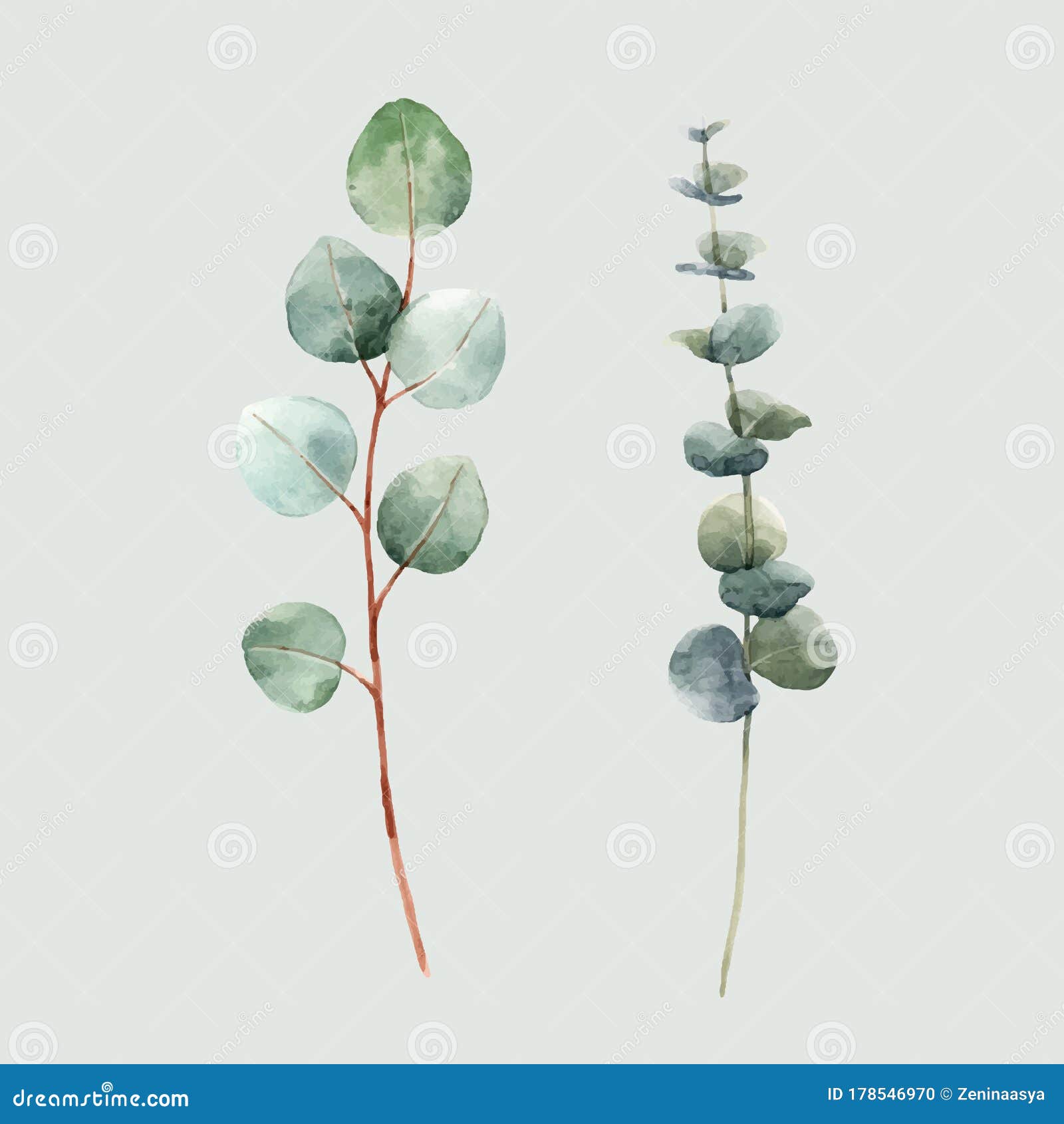 beautiful  watercolor floral set with two eucalyptus branches. stock .