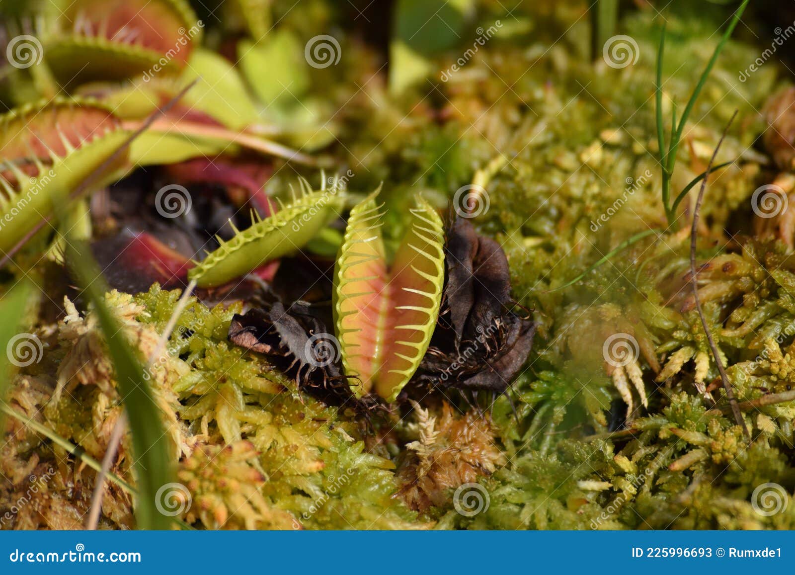 A Venus Flytrap Thrives Splendidly Next To Moss Stock Image Image of