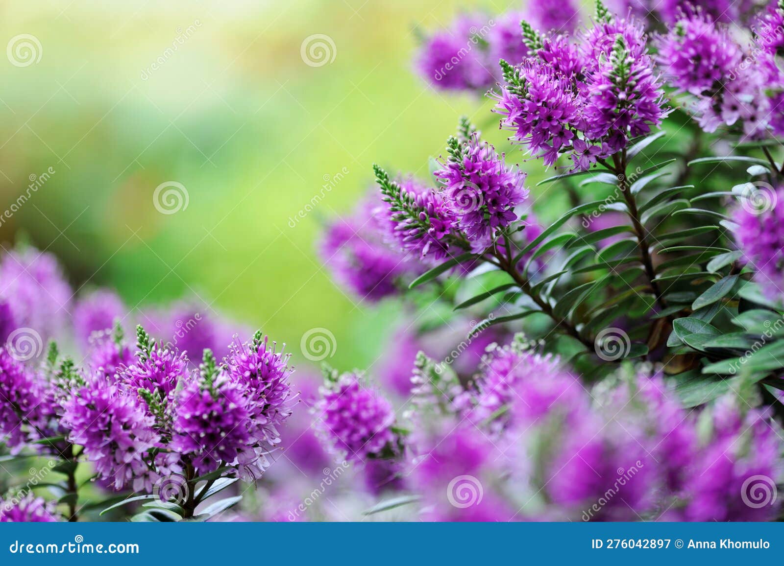 Beautiful Veronica Flowers Close Up Stock Image Image of green, flora