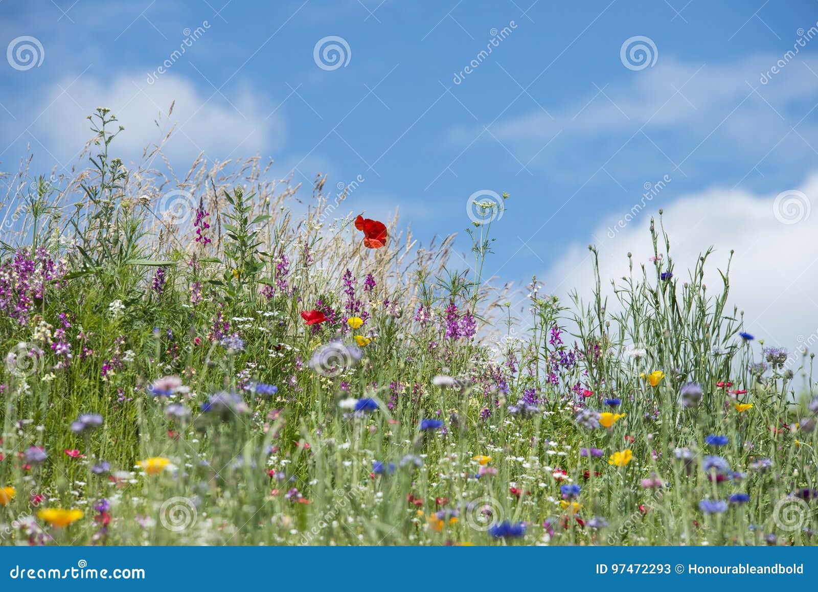 beautiful vibrant landscape image of wildflower meadow in summer