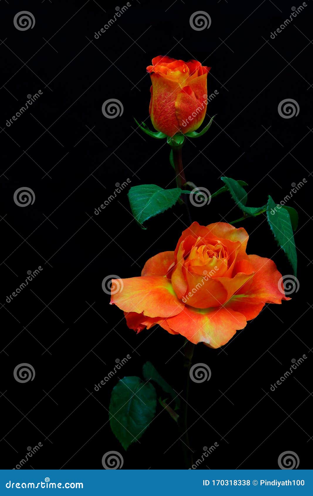 Hoa hồng màu cam rực rỡ trên nền đen là một hiện tượng tuyệt đẹp của thiên nhiên. Các cánh hoa mềm mại và màu sắc tươi sáng tạo nên một bức tranh tuyệt đẹp. Nếu bạn muốn thưởng thức hình ảnh tuyệt vời này, hãy đến xem ngay!