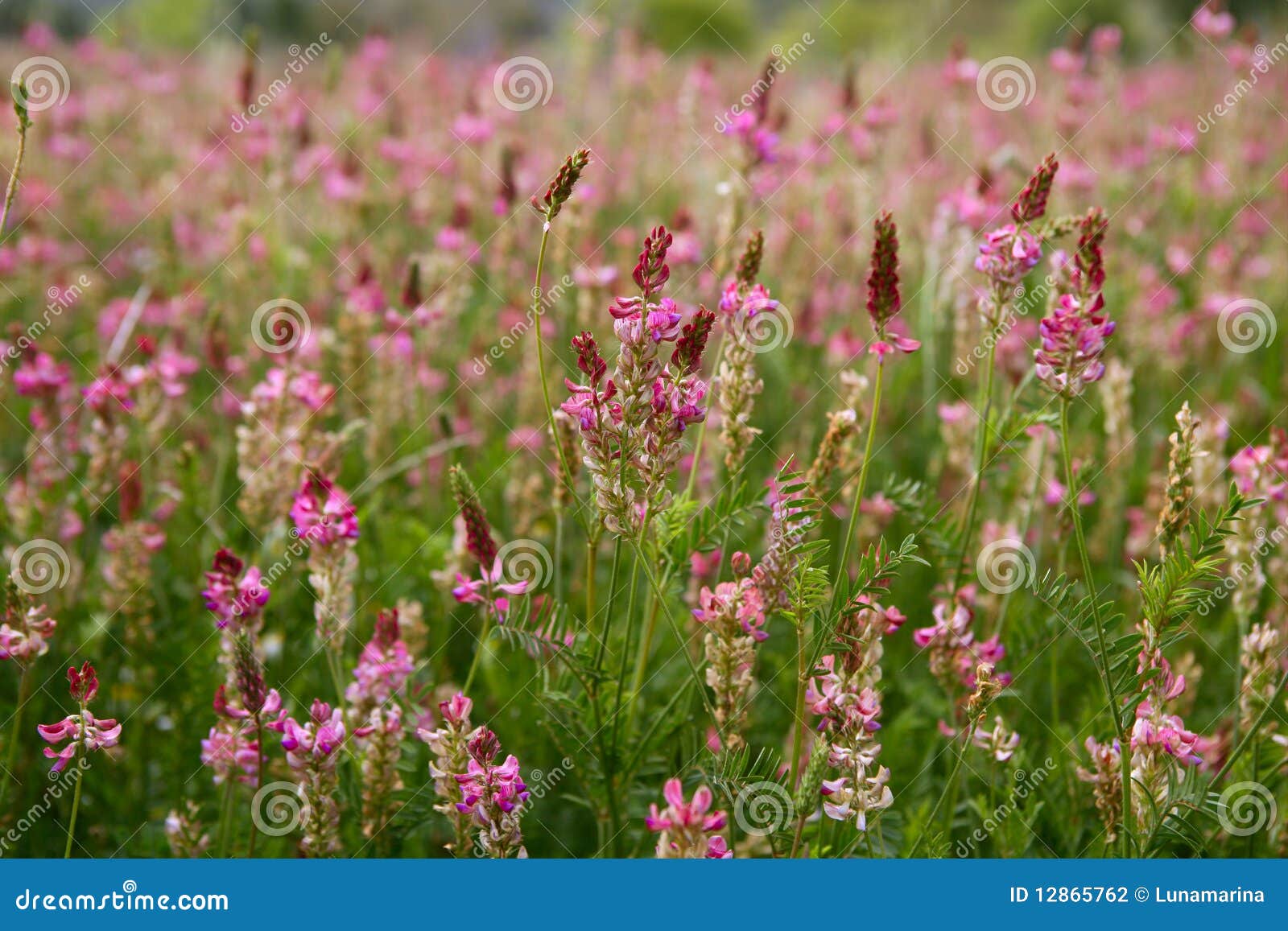 beautiful vicia tinctoria pink flower plant used f