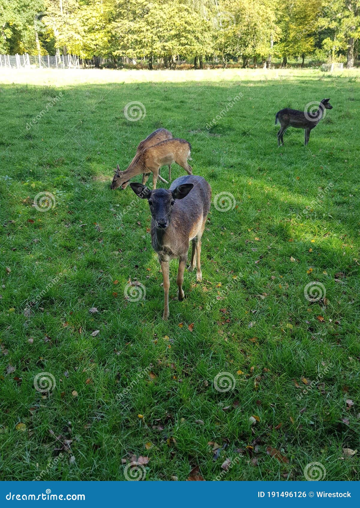 Beautiful View of the Adorable Brown Deer in the Meadow Stock Photo