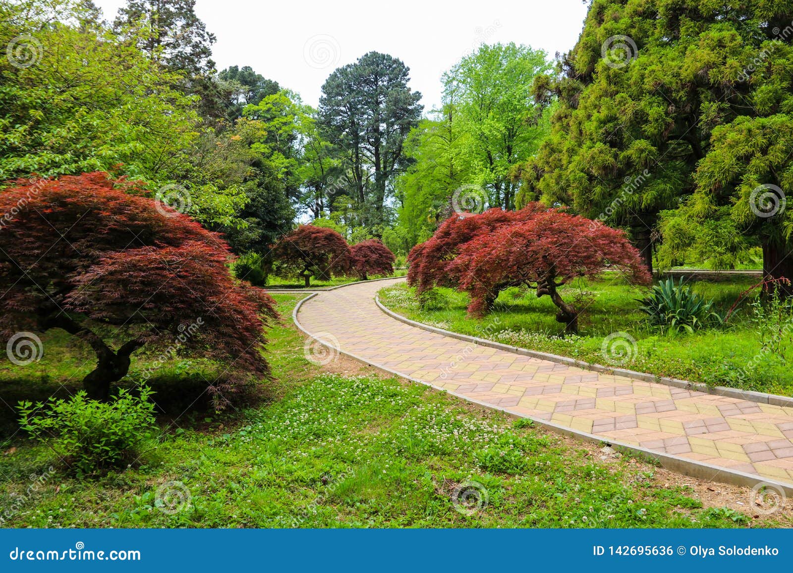 Beautiful View Of Batumi Botanical Garden Georgia Stock Photo